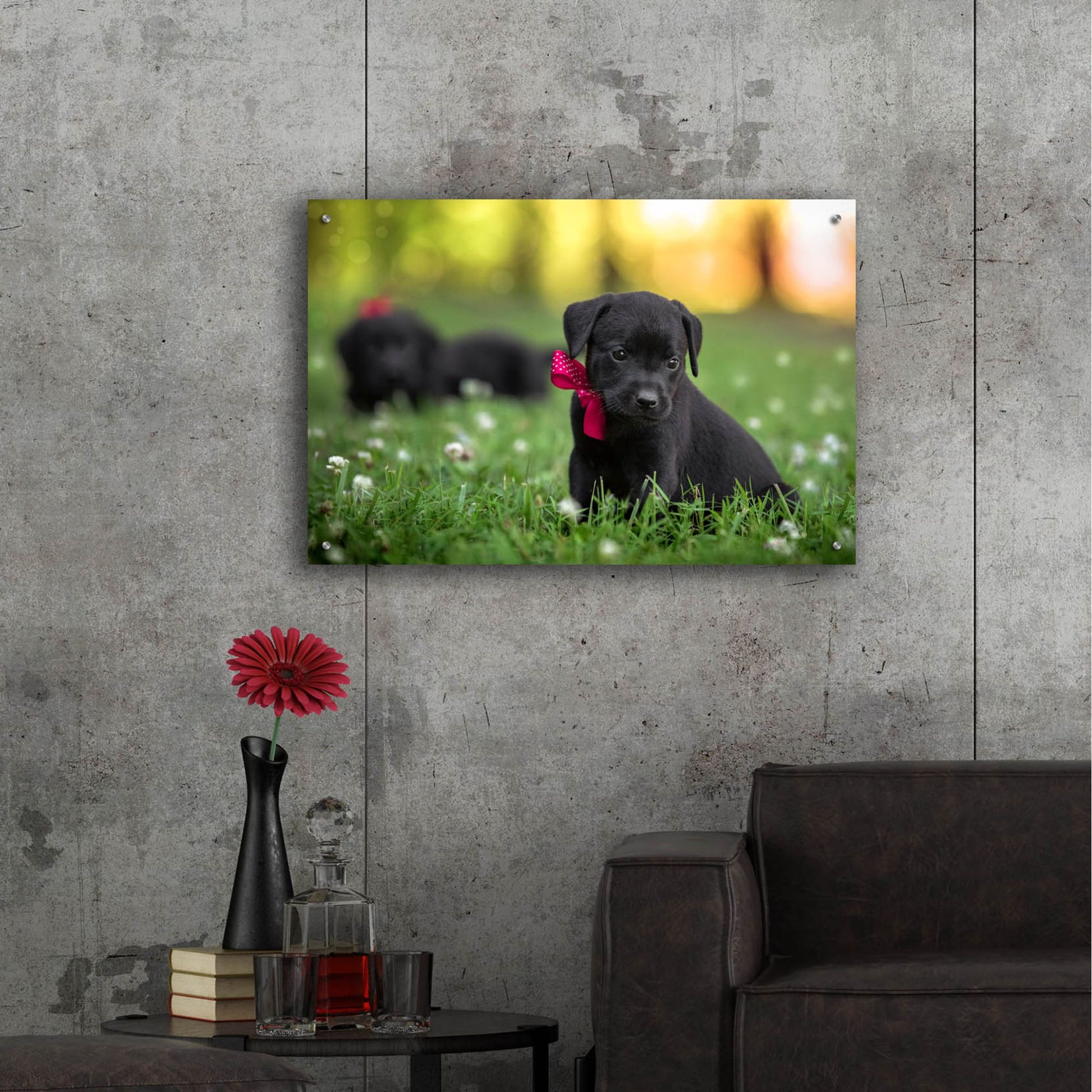 Epic Art 'Black Lab Pup 13' by Jonathan Ross, Acrylic Glass Wall Art,36x24