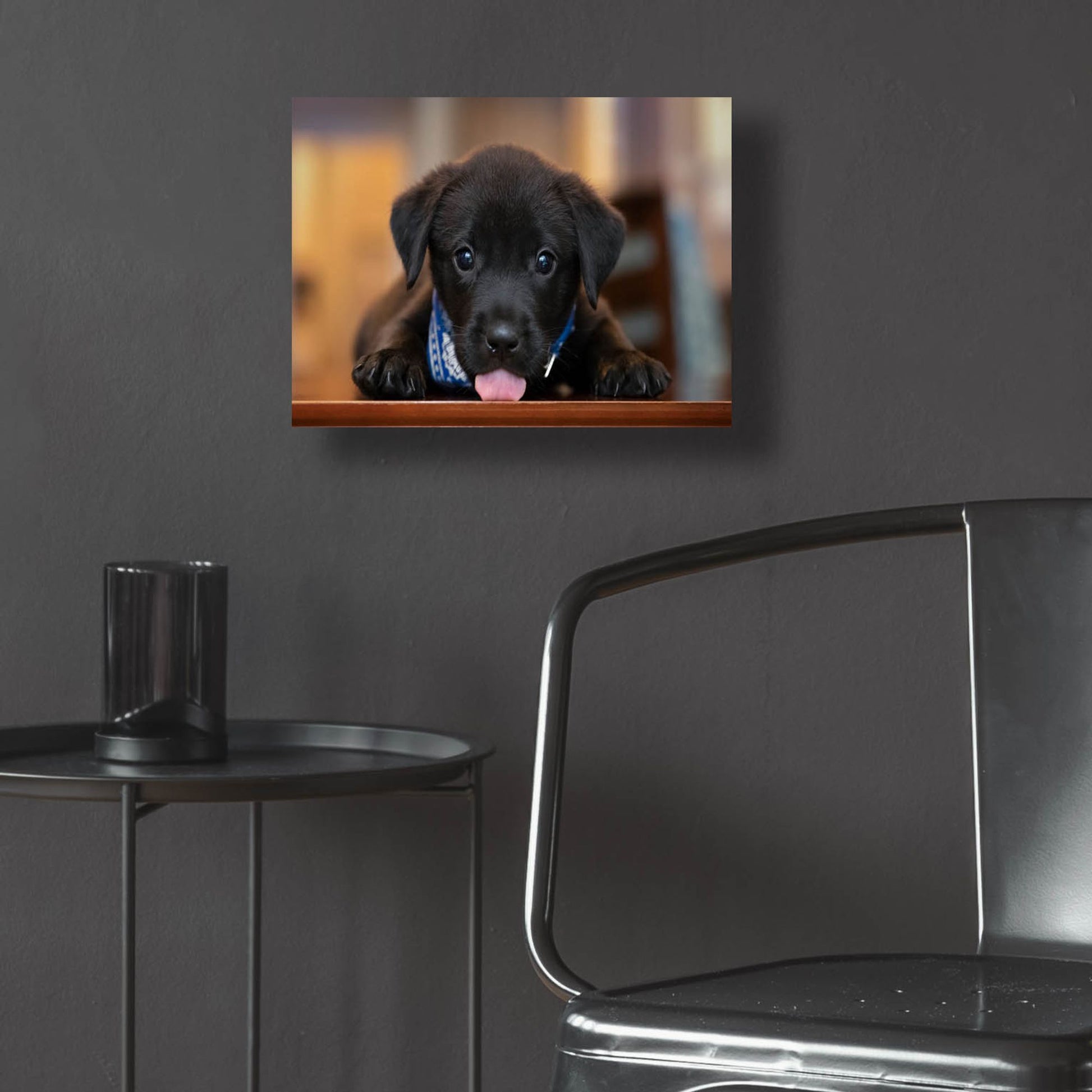 Epic Art 'Black Lab Pup 14' by Jonathan Ross, Acrylic Glass Wall Art,16x12