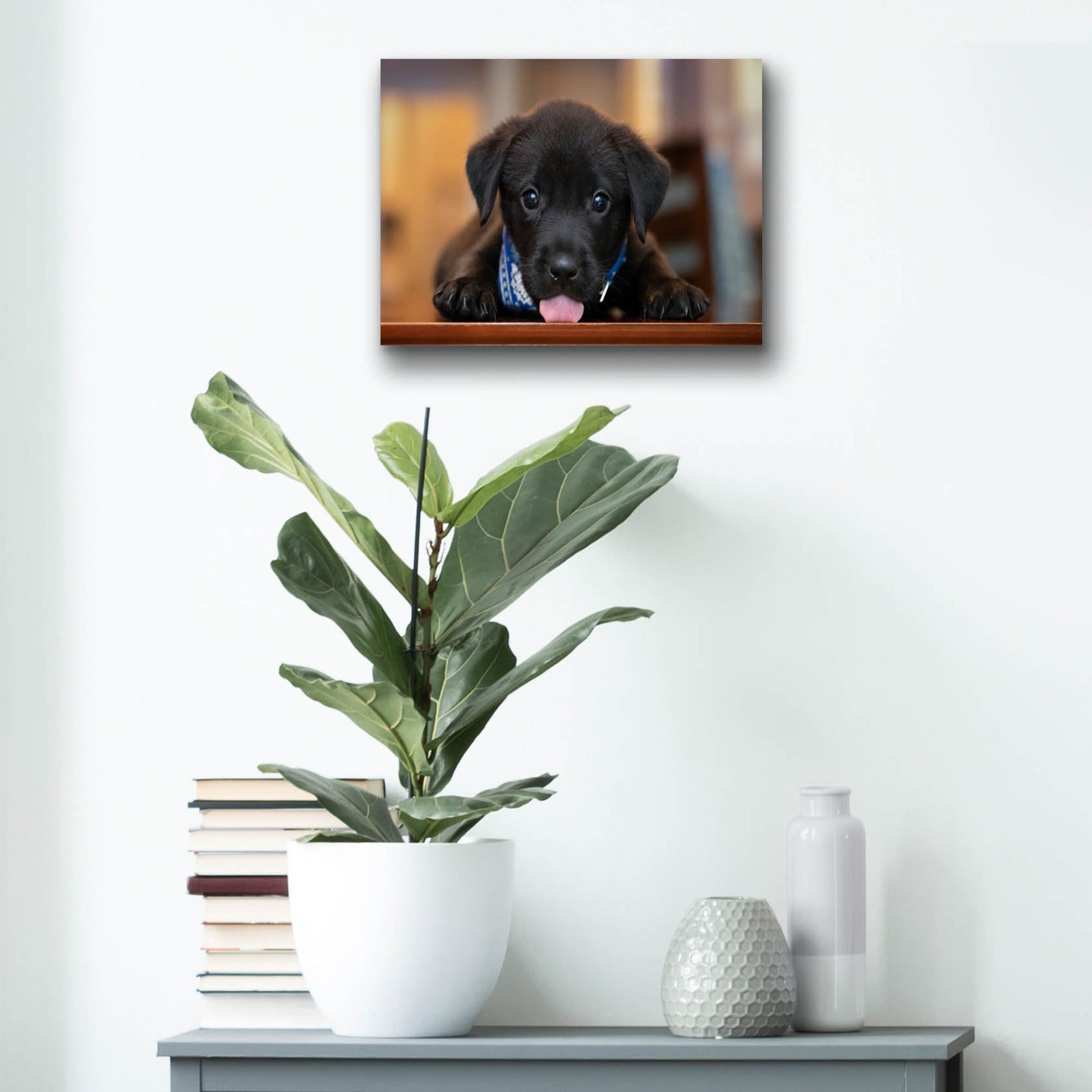 Epic Art 'Black Lab Pup 14' by Jonathan Ross, Acrylic Glass Wall Art,16x12