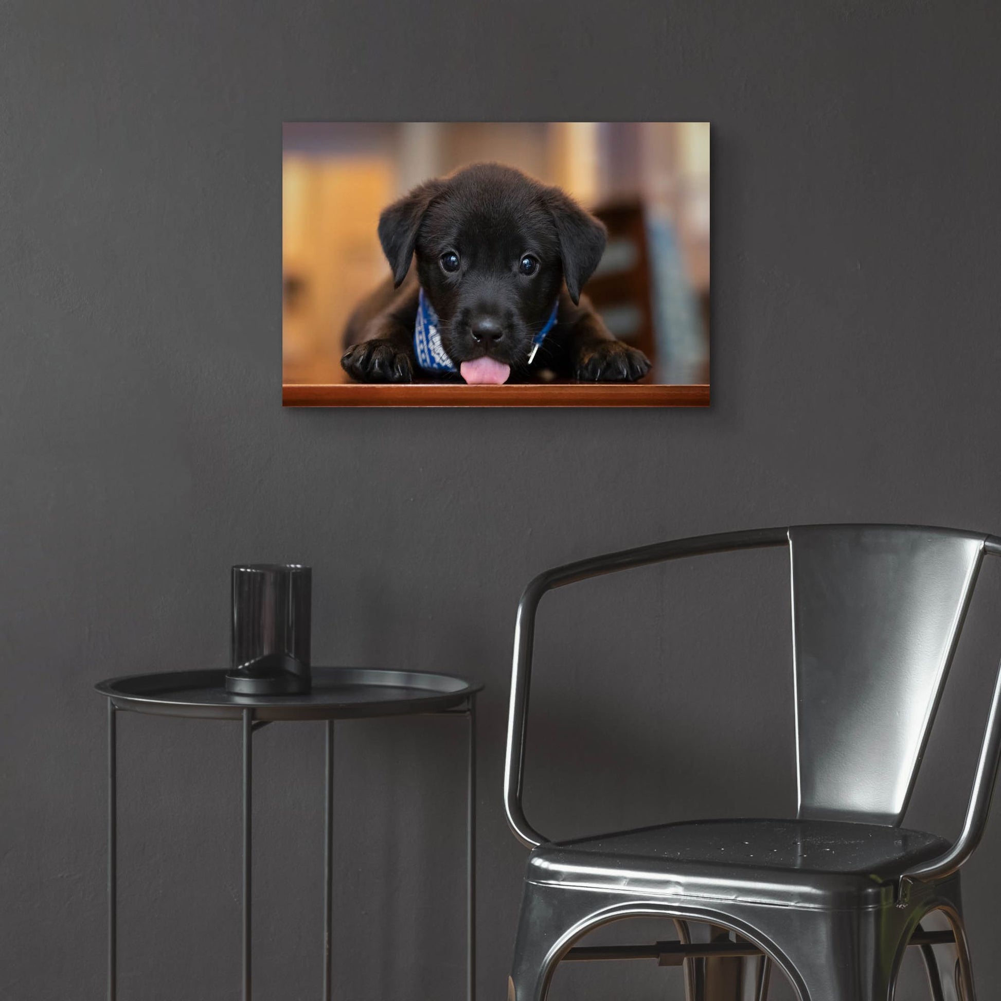 Epic Art 'Black Lab Pup 14' by Jonathan Ross, Acrylic Glass Wall Art,24x16