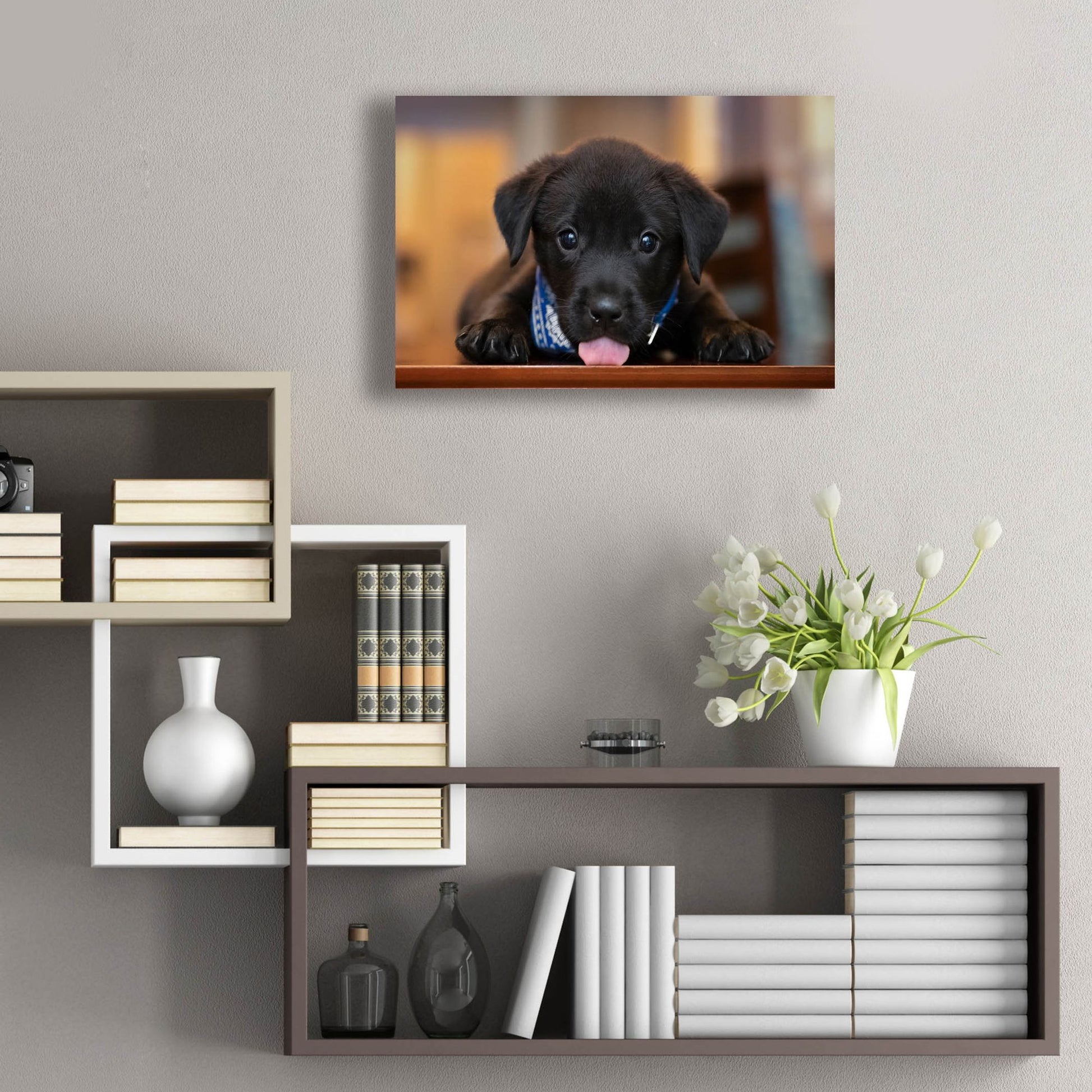 Epic Art 'Black Lab Pup 14' by Jonathan Ross, Acrylic Glass Wall Art,24x16