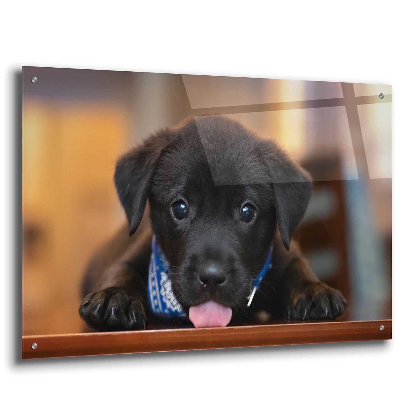 Epic Art 'Black Lab Pup 14' by Jonathan Ross, Acrylic Glass Wall Art,36x24