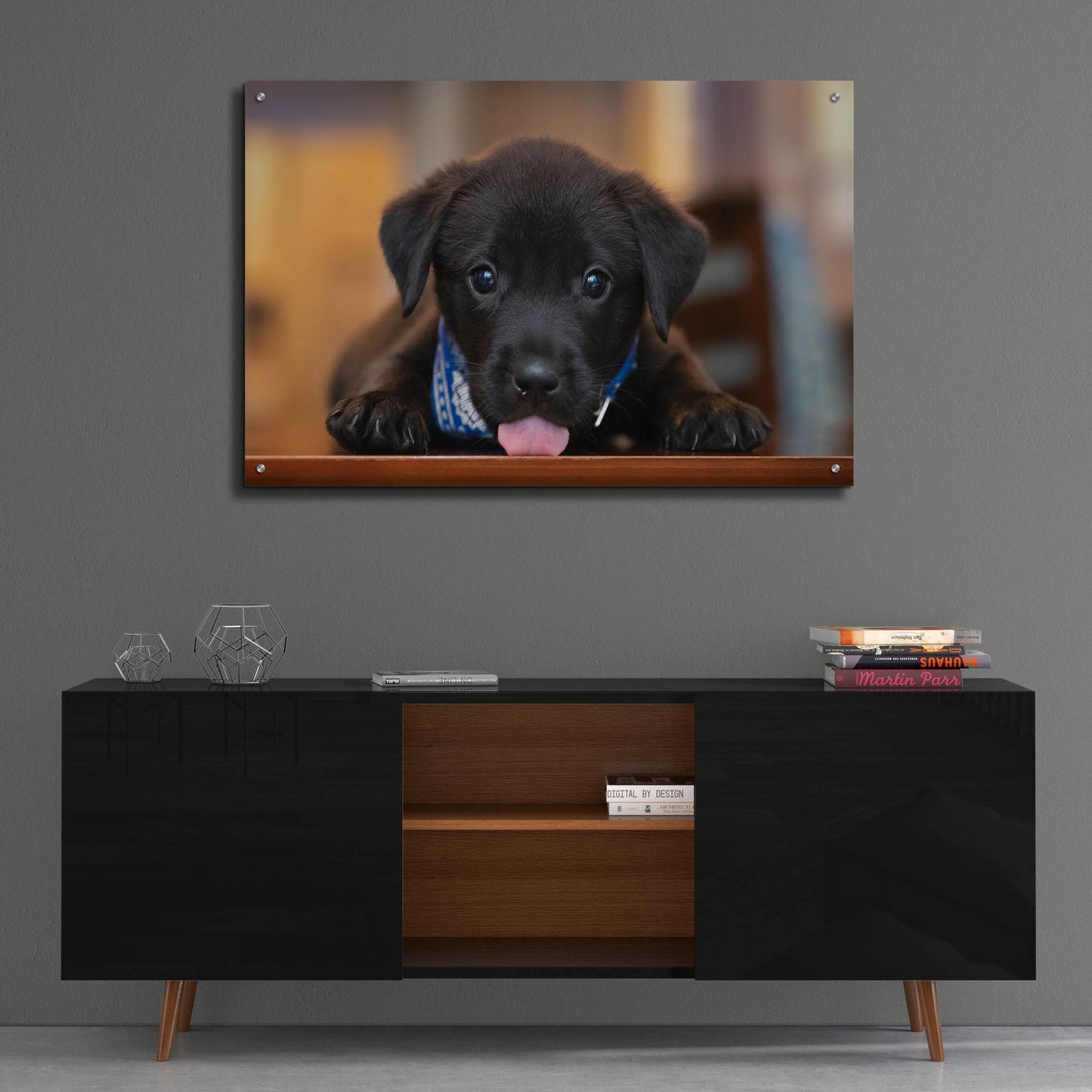 Epic Art 'Black Lab Pup 14' by Jonathan Ross, Acrylic Glass Wall Art,36x24