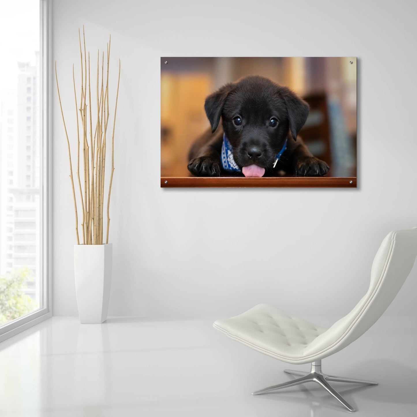 Epic Art 'Black Lab Pup 14' by Jonathan Ross, Acrylic Glass Wall Art,36x24