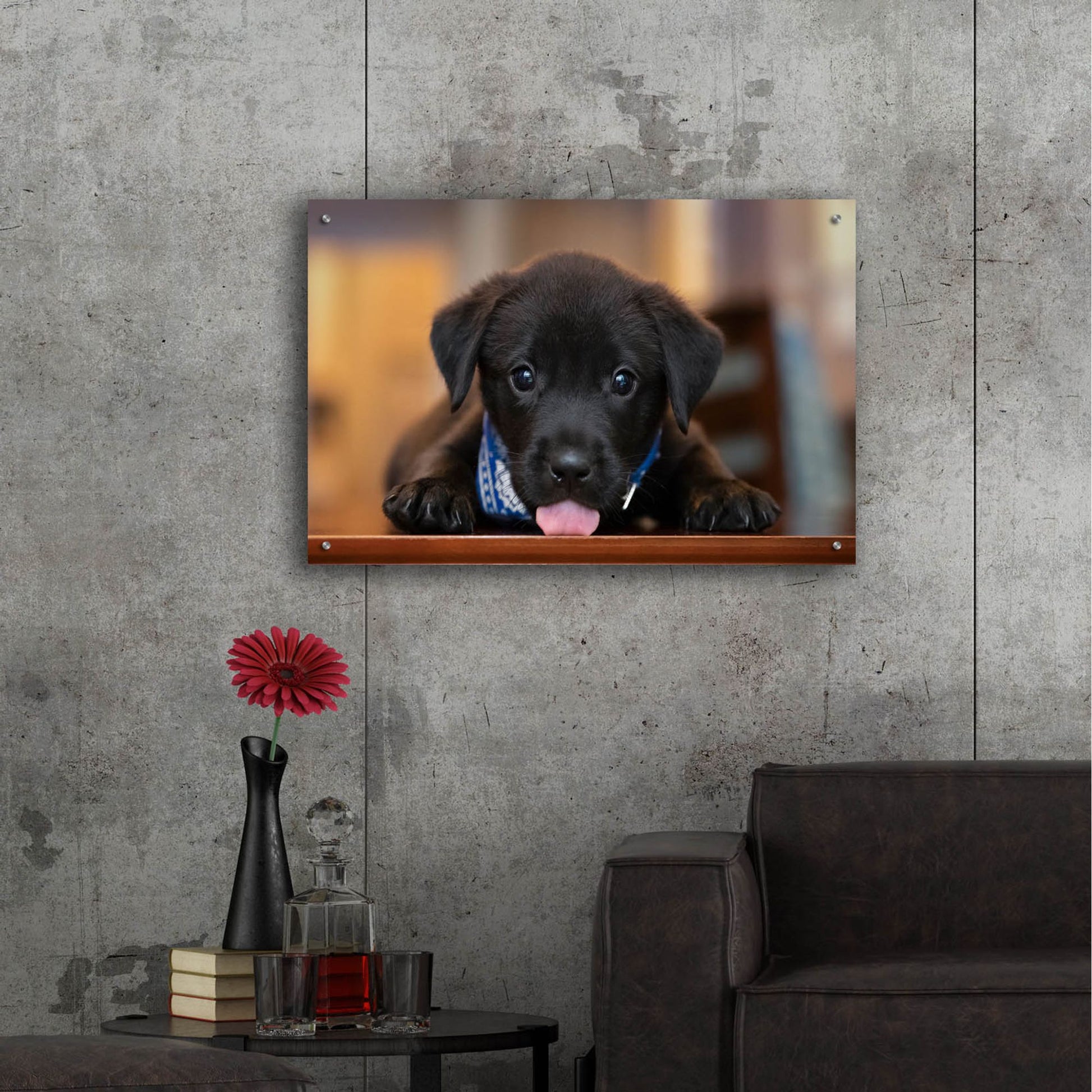 Epic Art 'Black Lab Pup 14' by Jonathan Ross, Acrylic Glass Wall Art,36x24