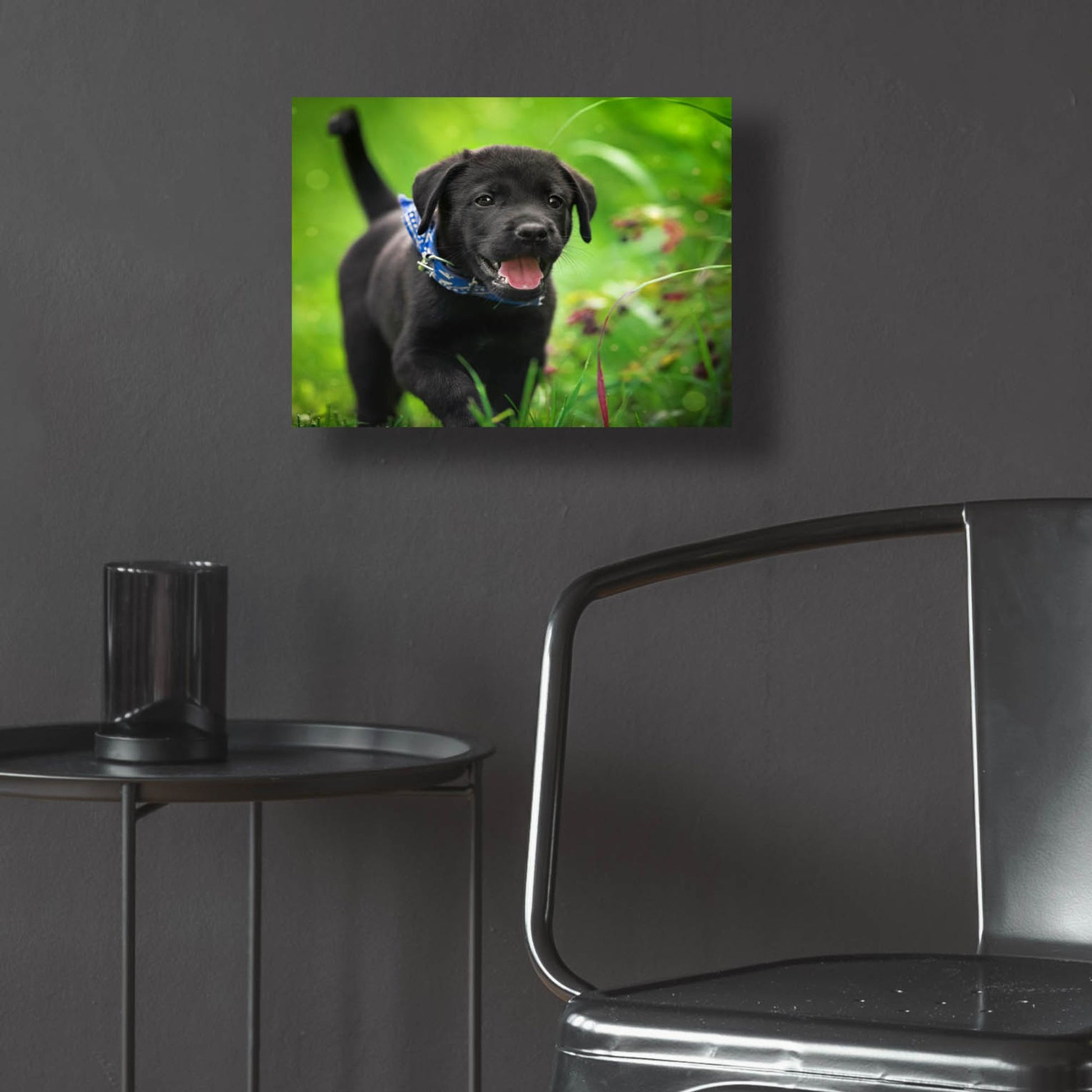Epic Art 'Black Lab Pup 15' by Jonathan Ross, Acrylic Glass Wall Art,16x12