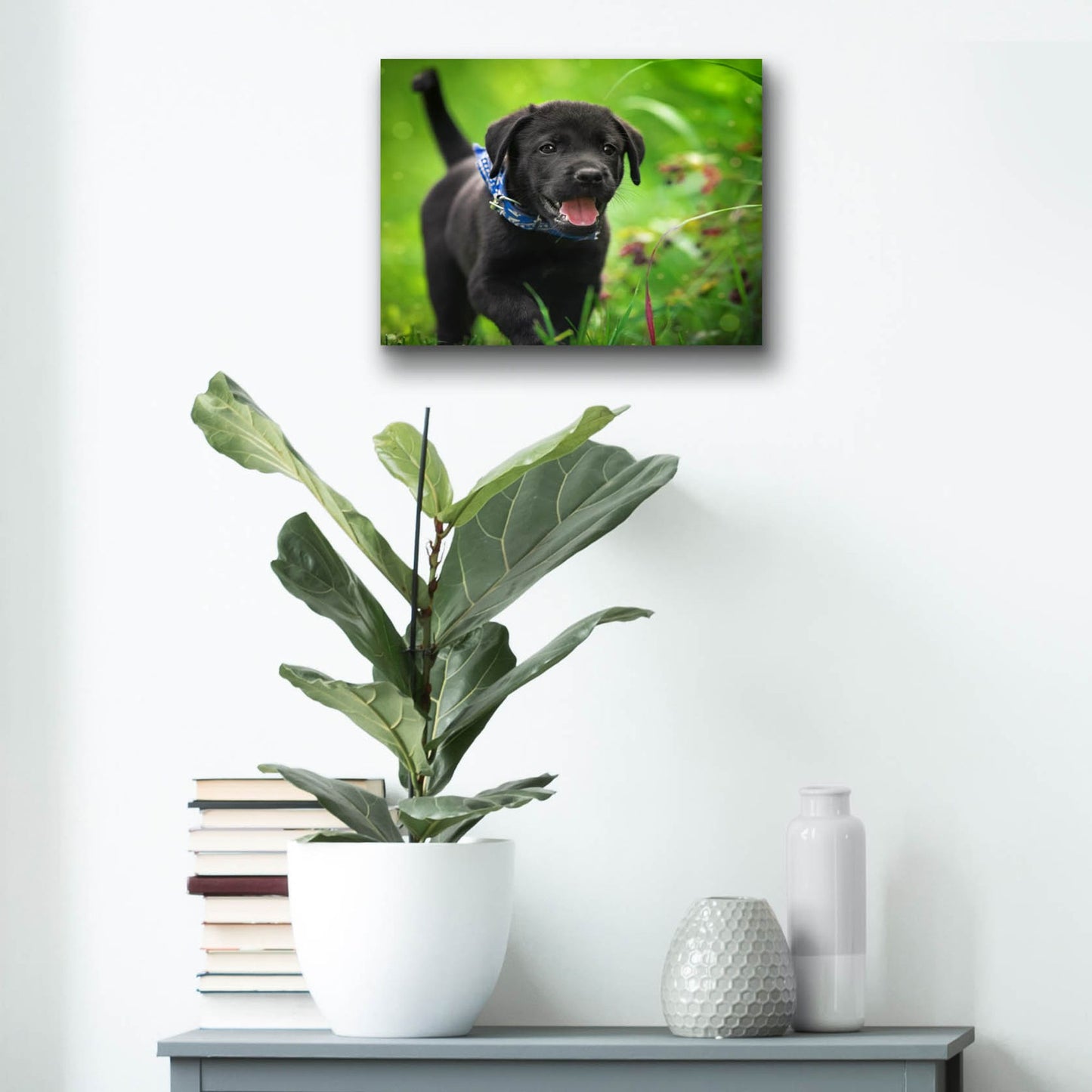 Epic Art 'Black Lab Pup 15' by Jonathan Ross, Acrylic Glass Wall Art,16x12