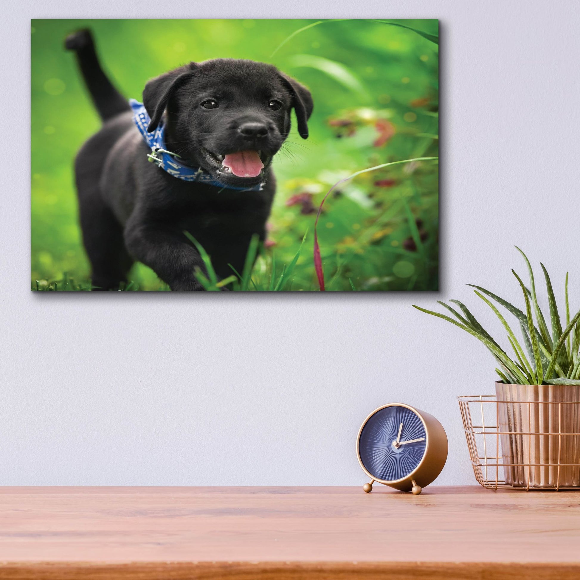 Epic Art 'Black Lab Pup 15' by Jonathan Ross, Acrylic Glass Wall Art,16x12
