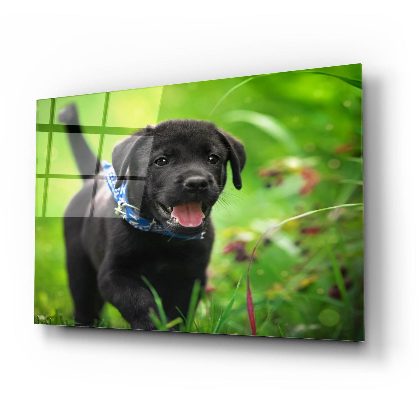Epic Art 'Black Lab Pup 15' by Jonathan Ross, Acrylic Glass Wall Art,24x16