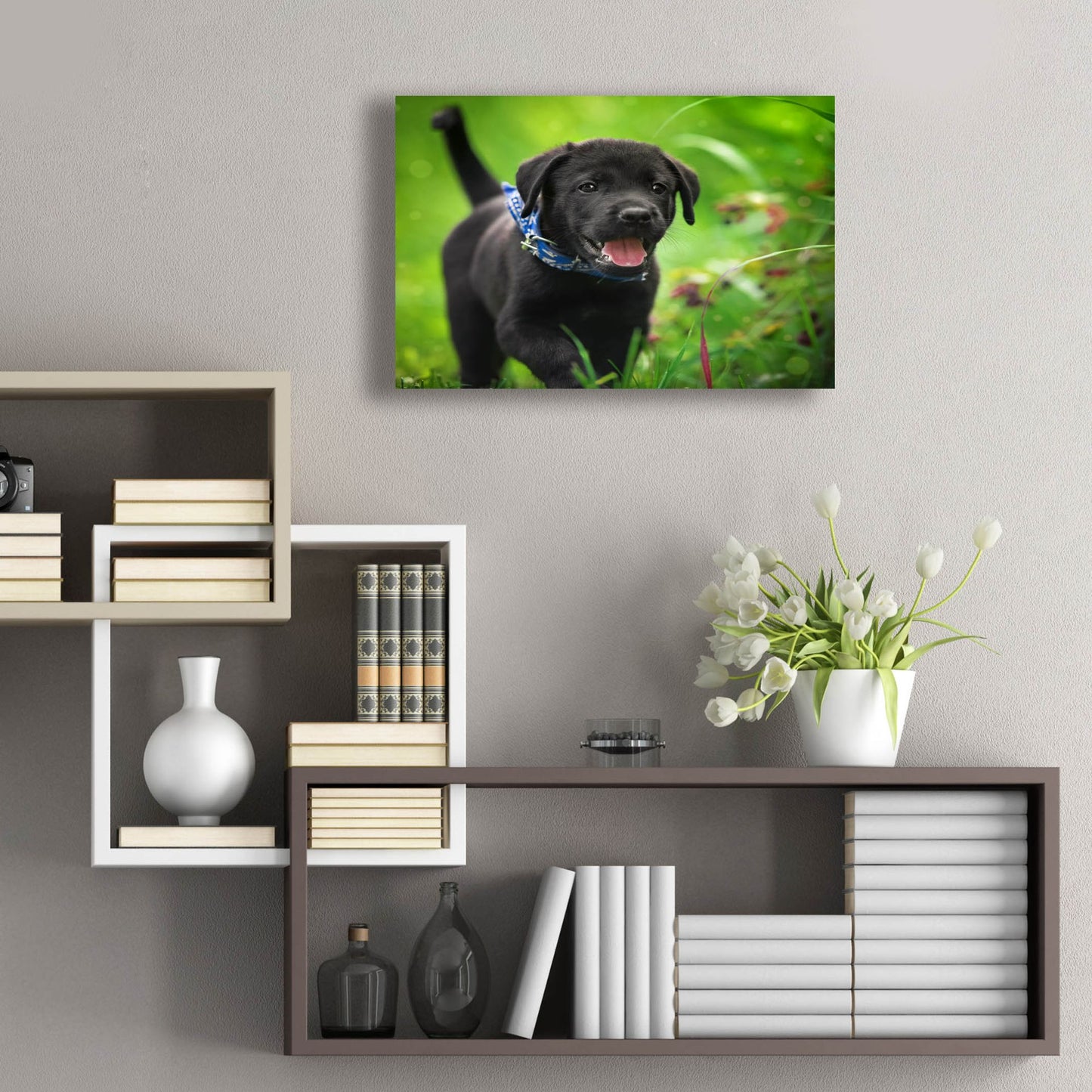 Epic Art 'Black Lab Pup 15' by Jonathan Ross, Acrylic Glass Wall Art,24x16