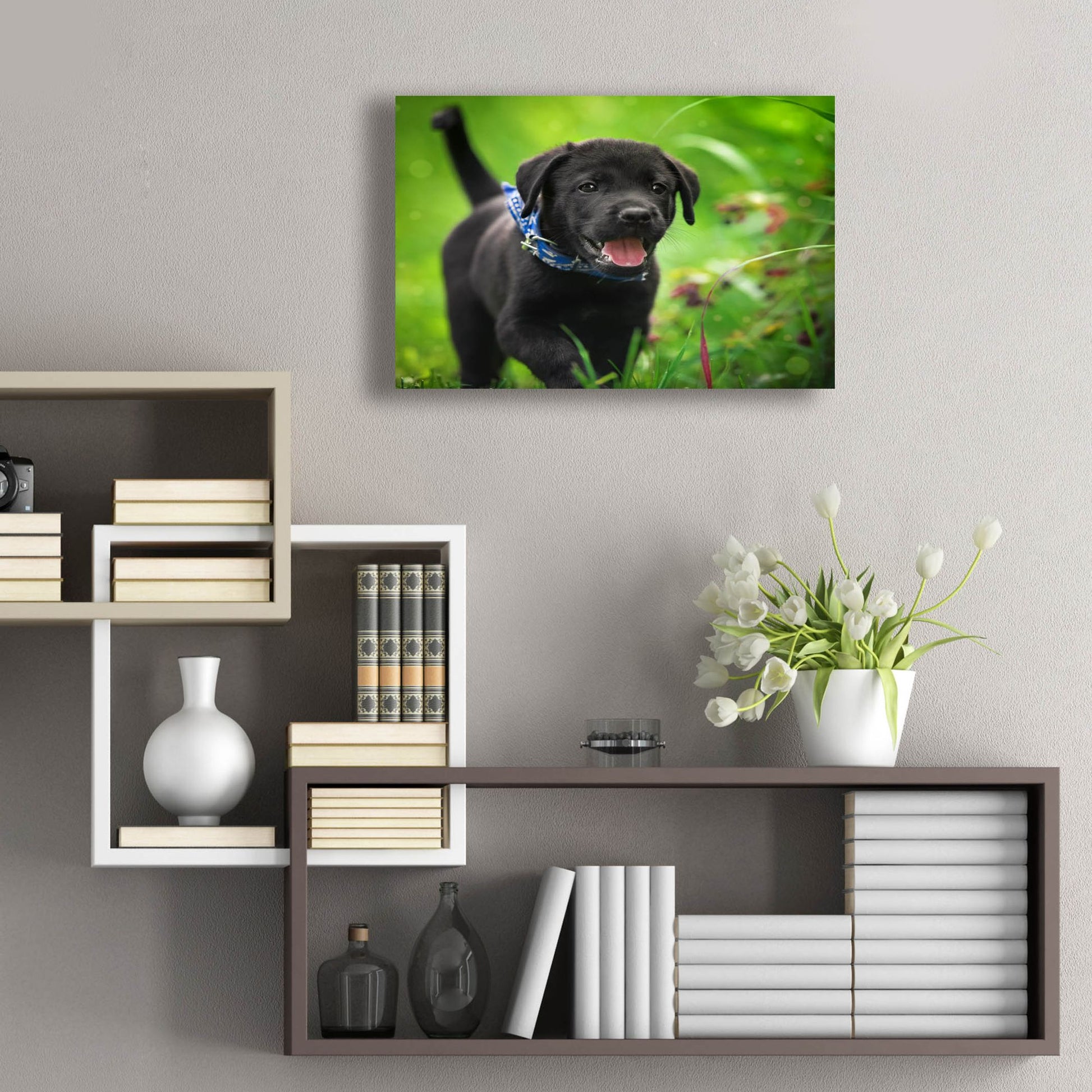 Epic Art 'Black Lab Pup 15' by Jonathan Ross, Acrylic Glass Wall Art,24x16