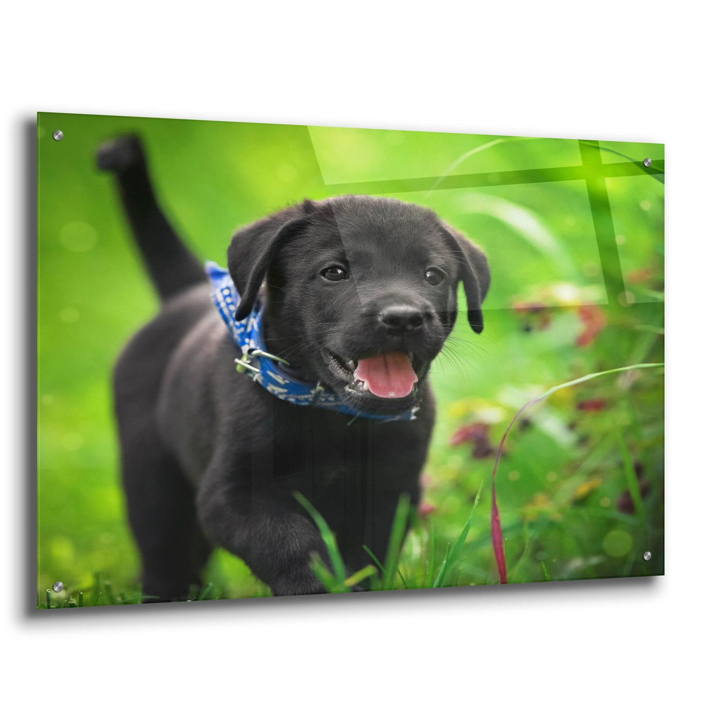 Epic Art 'Black Lab Pup 15' by Jonathan Ross, Acrylic Glass Wall Art,36x24