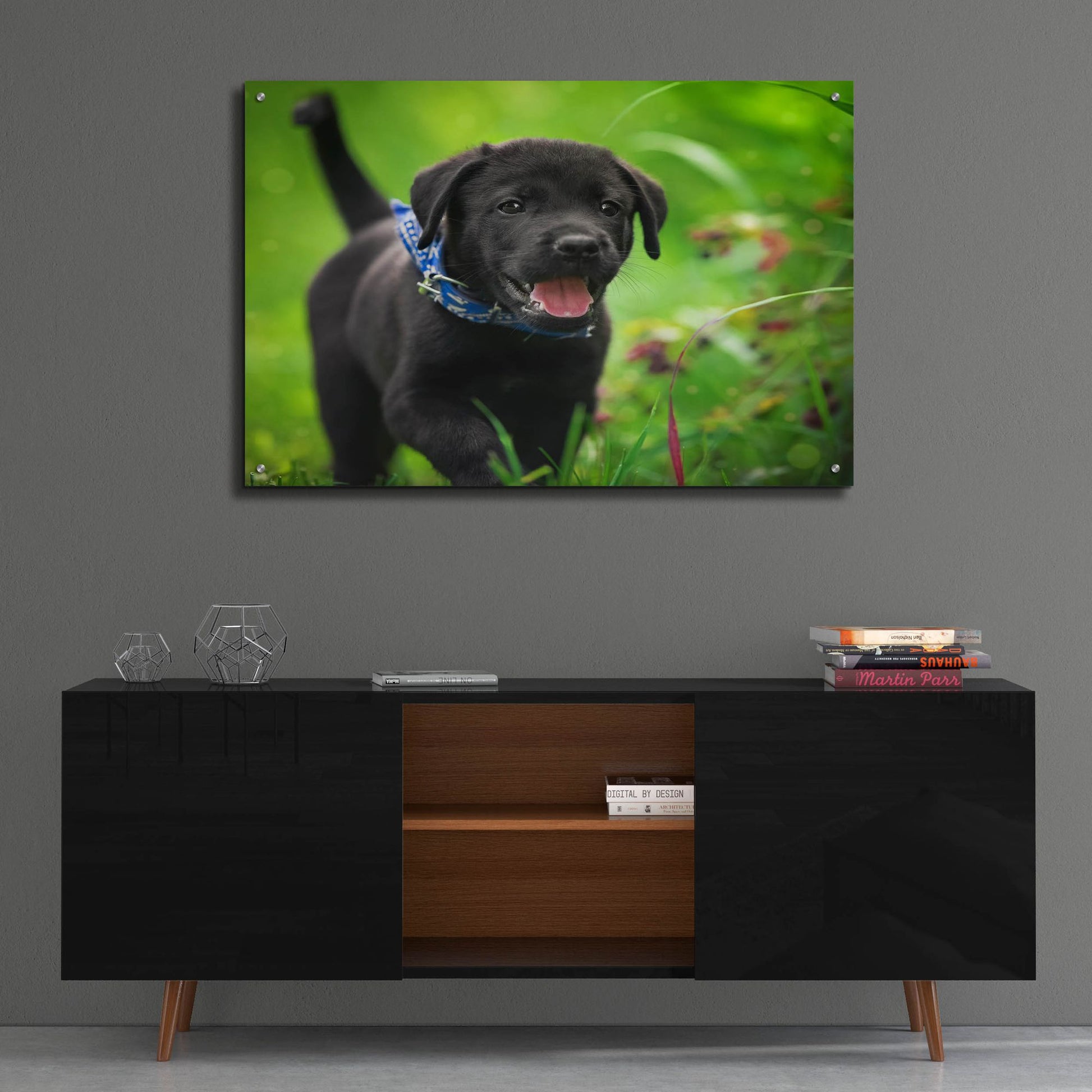 Epic Art 'Black Lab Pup 15' by Jonathan Ross, Acrylic Glass Wall Art,36x24