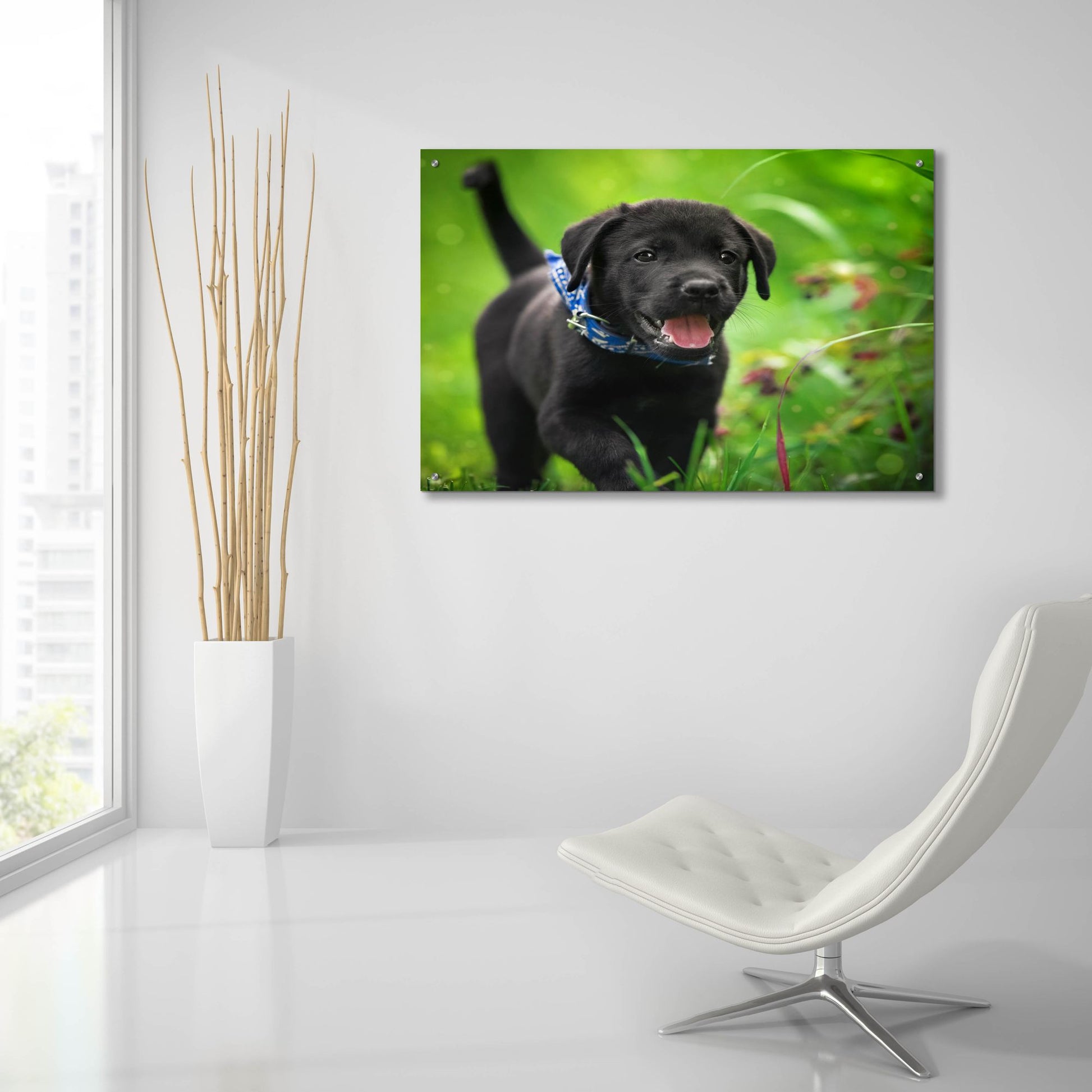 Epic Art 'Black Lab Pup 15' by Jonathan Ross, Acrylic Glass Wall Art,36x24