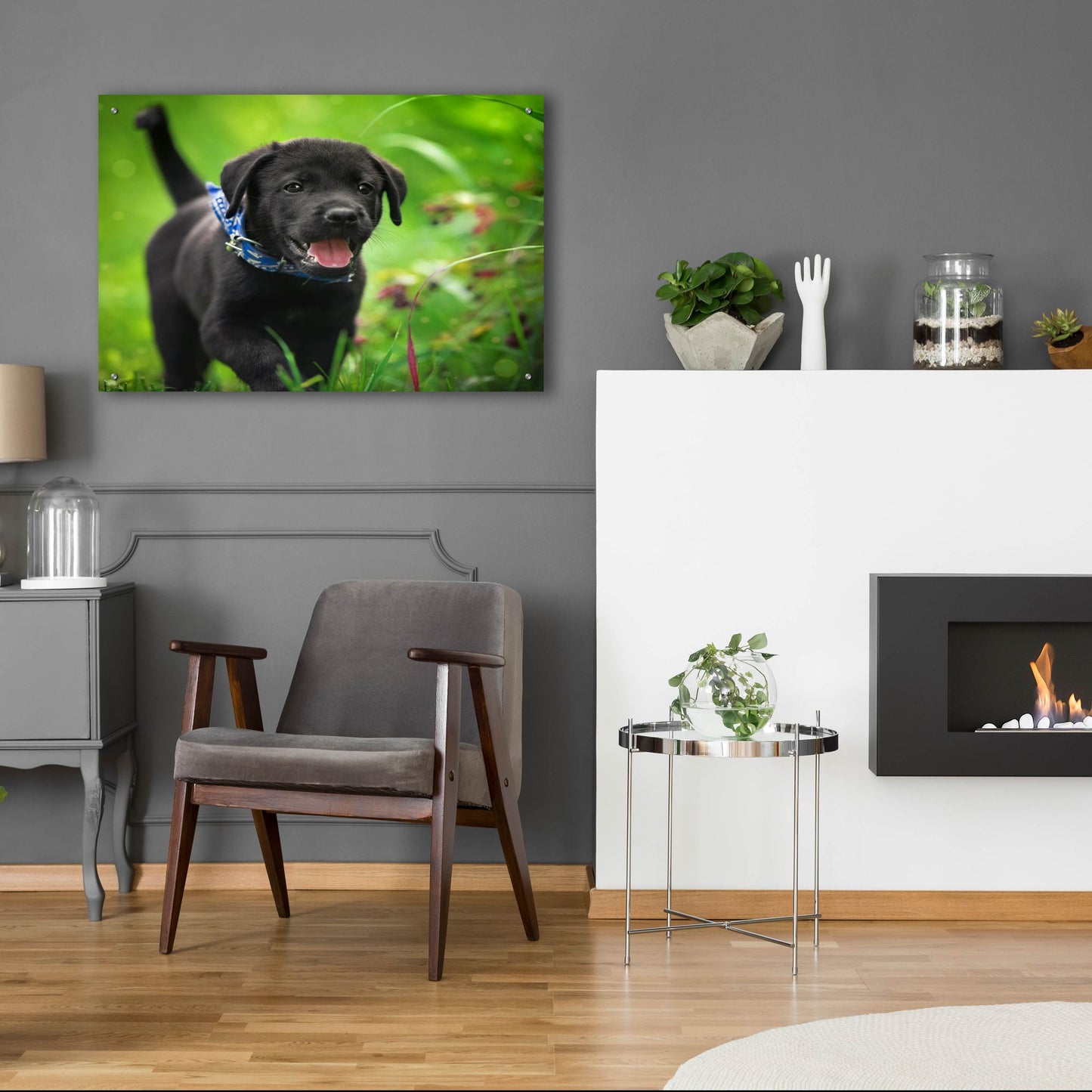 Epic Art 'Black Lab Pup 15' by Jonathan Ross, Acrylic Glass Wall Art,36x24