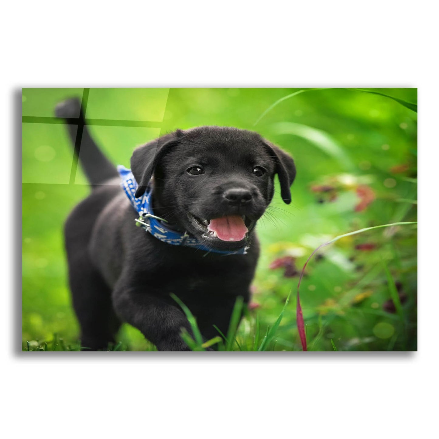 Epic Art 'Black Lab Pup 15' by Jonathan Ross, Acrylic Glass Wall Art