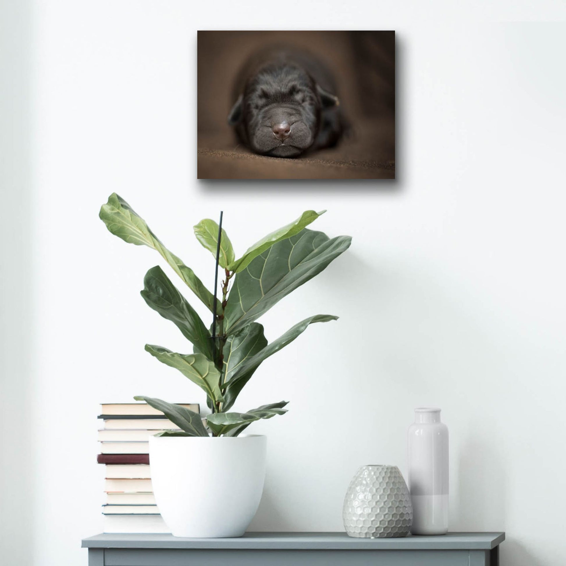 Epic Art 'Black Lab Pup Newborn' by Jonathan Ross, Acrylic Glass Wall Art,16x12