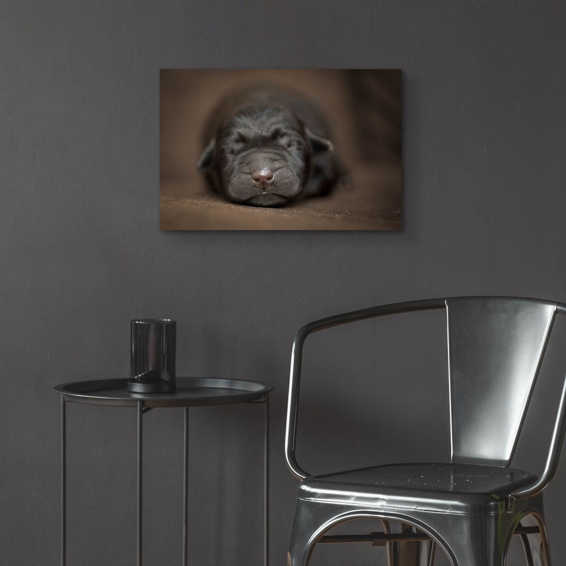 Epic Art 'Black Lab Pup Newborn' by Jonathan Ross, Acrylic Glass Wall Art,24x16