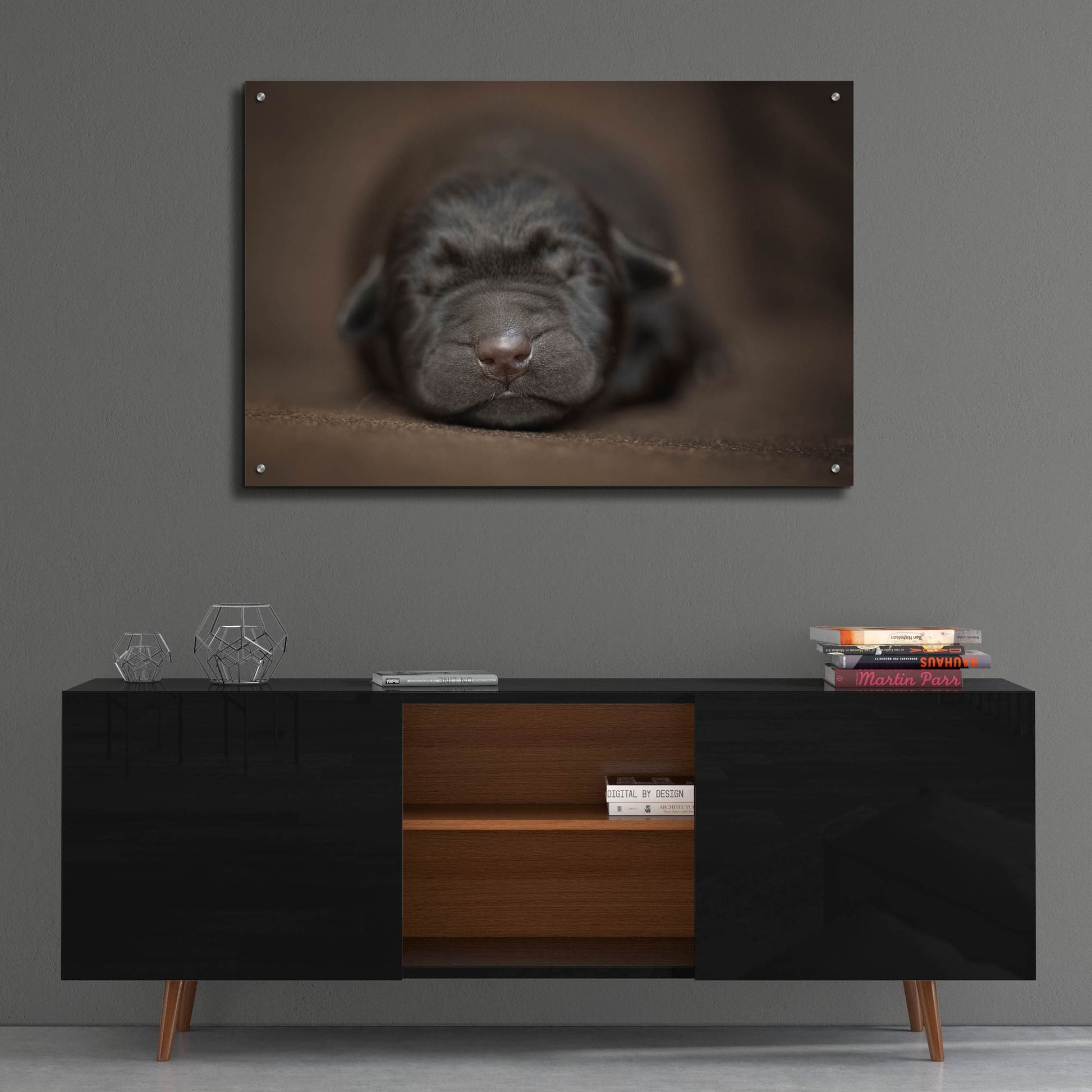 Epic Art 'Black Lab Pup Newborn' by Jonathan Ross, Acrylic Glass Wall Art,36x24