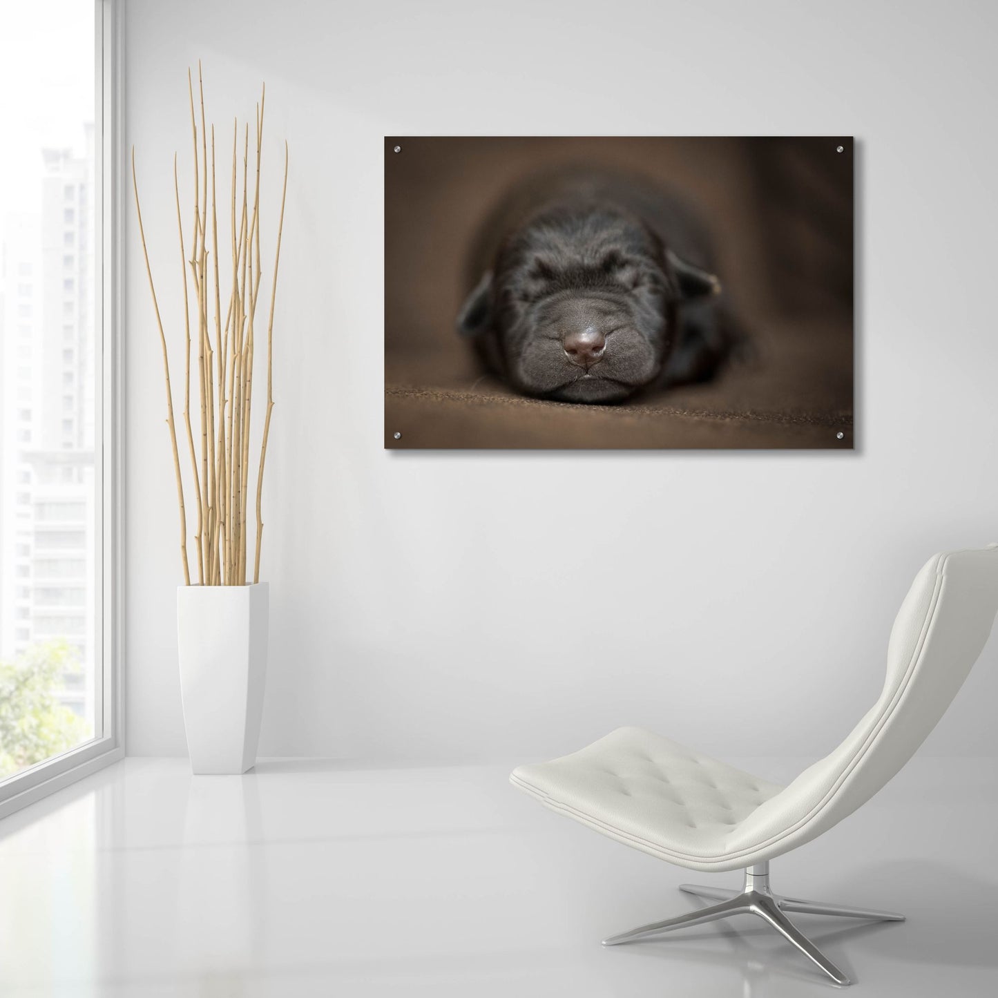 Epic Art 'Black Lab Pup Newborn' by Jonathan Ross, Acrylic Glass Wall Art,36x24