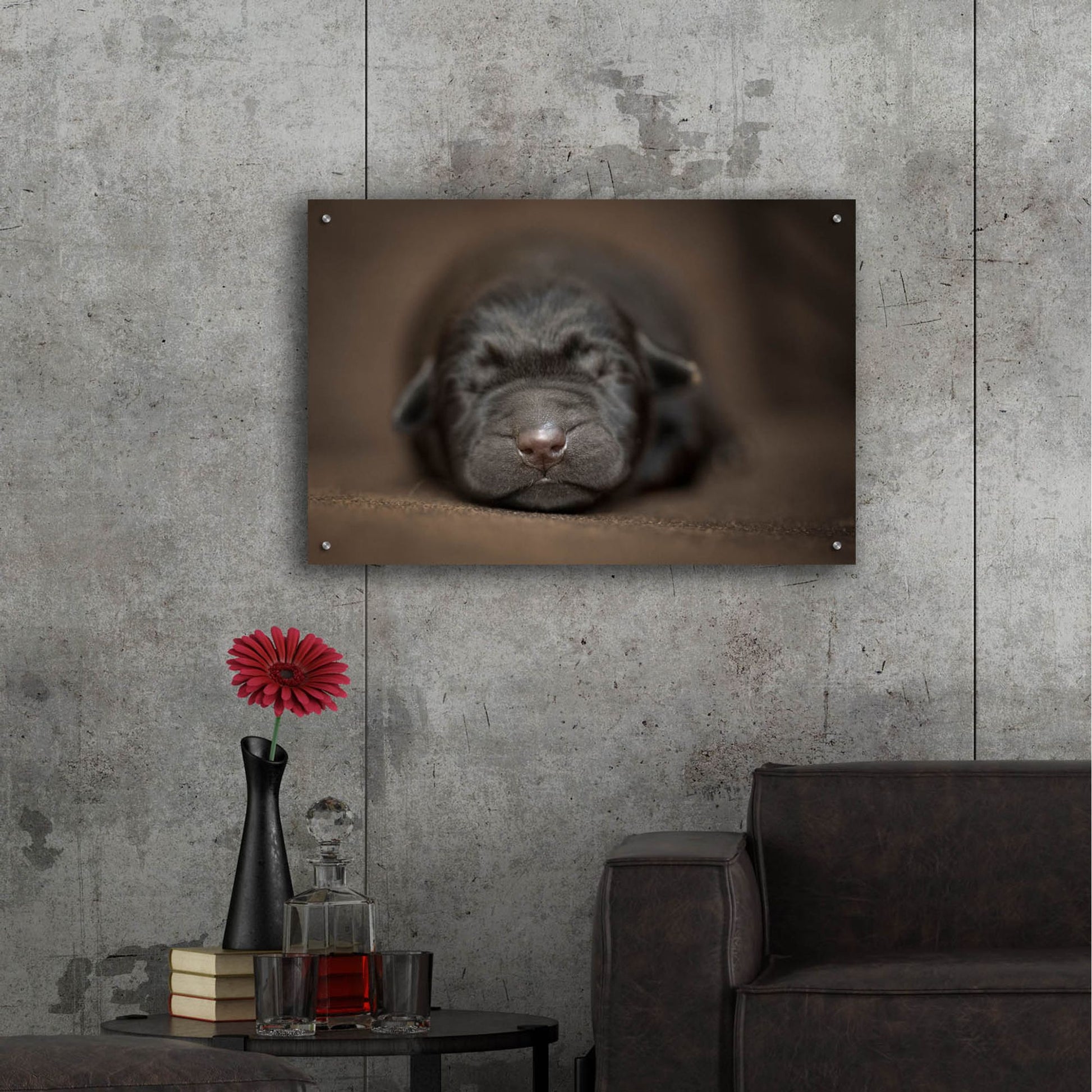 Epic Art 'Black Lab Pup Newborn' by Jonathan Ross, Acrylic Glass Wall Art,36x24