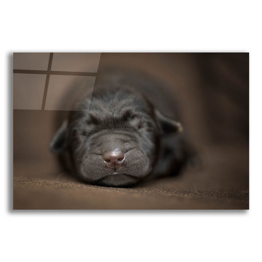 Epic Art 'Black Lab Pup Newborn' by Jonathan Ross, Acrylic Glass Wall Art