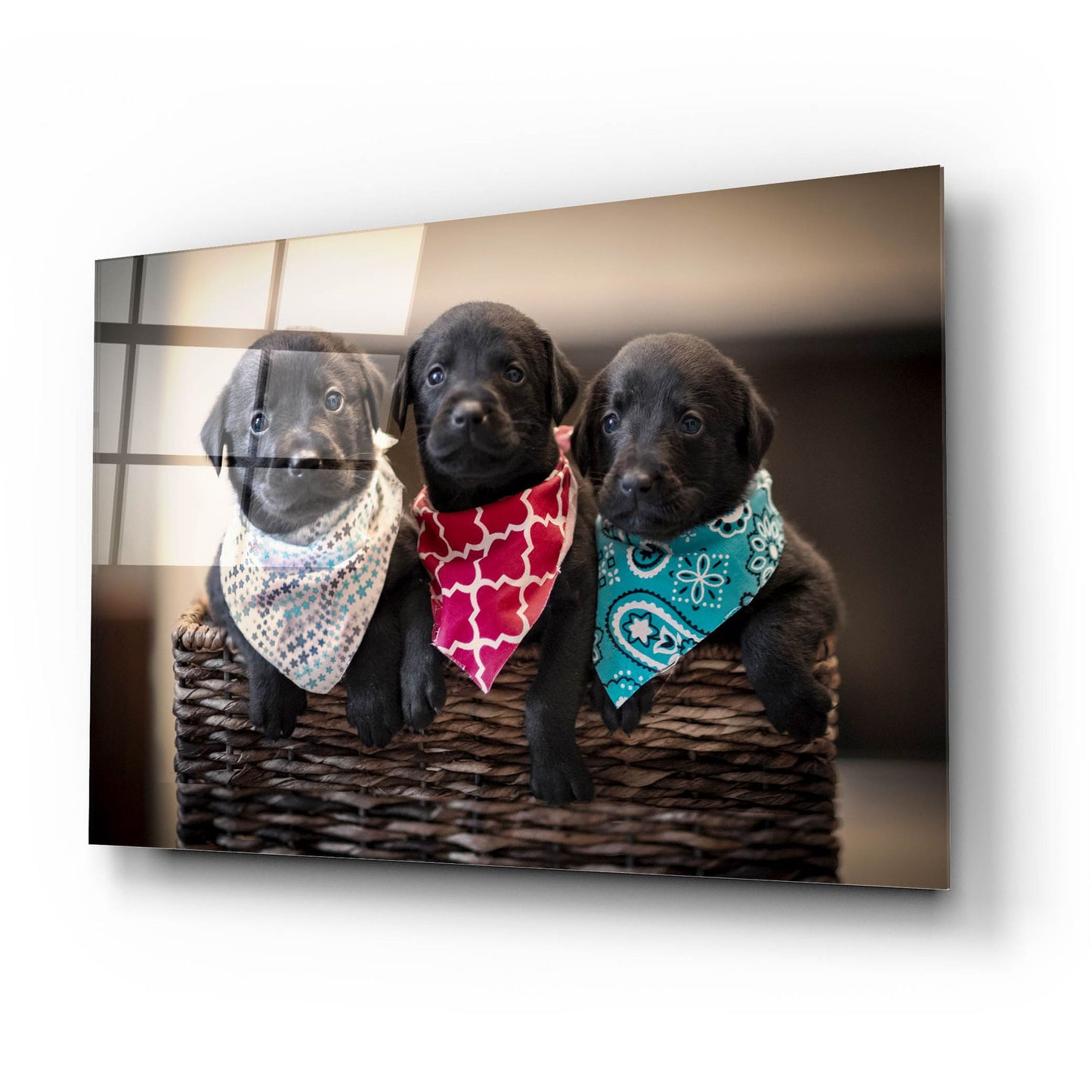 Epic Art 'Black Lab Pups 2' by Jonathan Ross, Acrylic Glass Wall Art,24x16