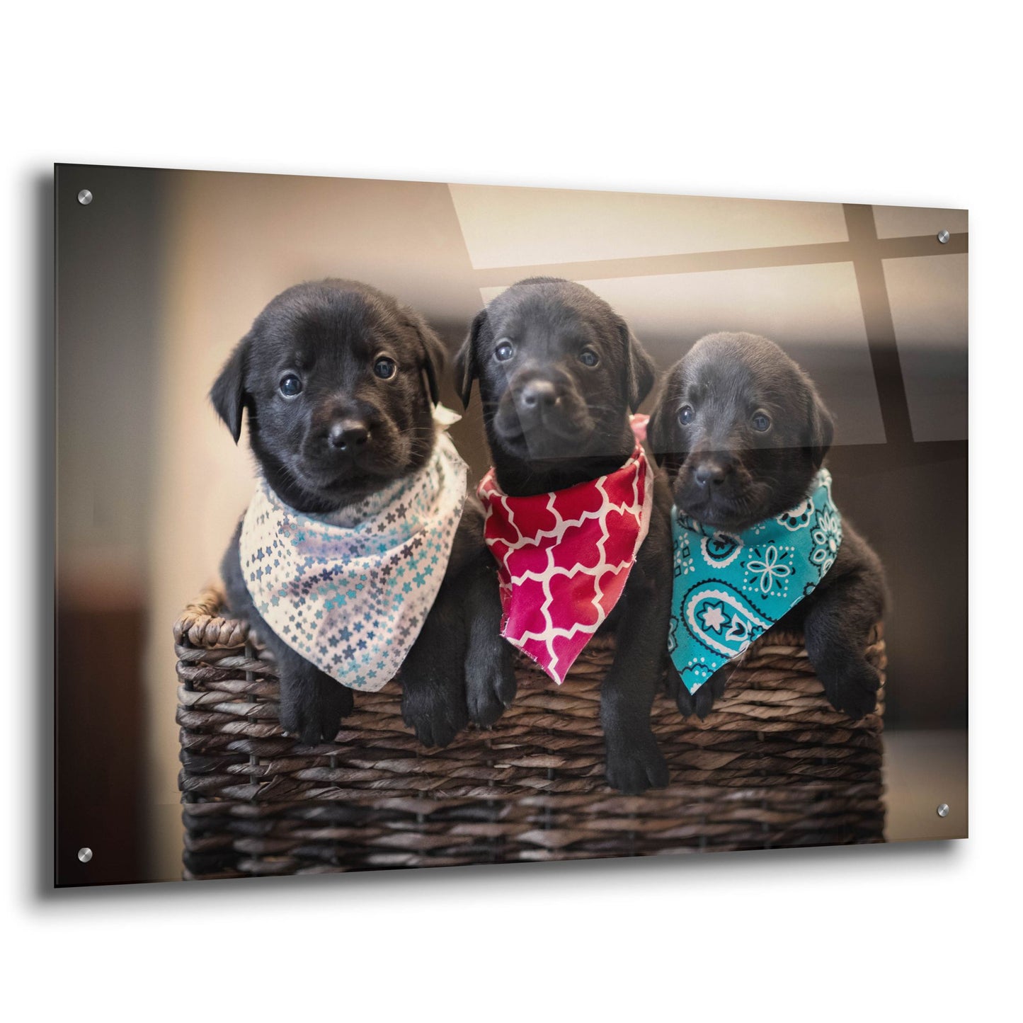 Epic Art 'Black Lab Pups 2' by Jonathan Ross, Acrylic Glass Wall Art,36x24