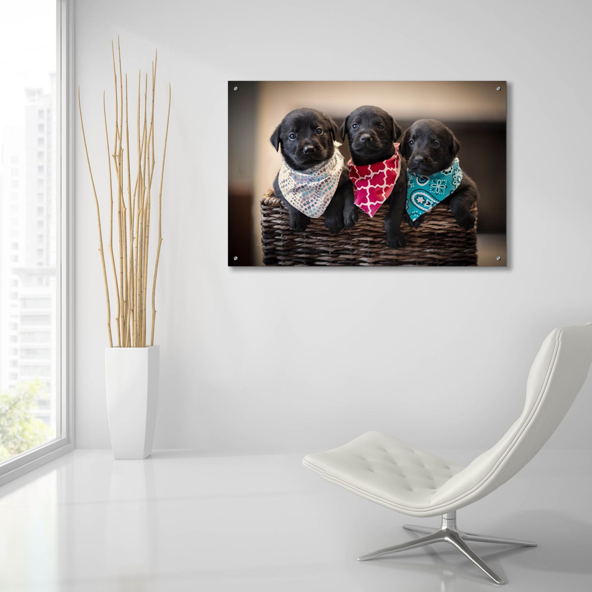 Epic Art 'Black Lab Pups 2' by Jonathan Ross, Acrylic Glass Wall Art,36x24