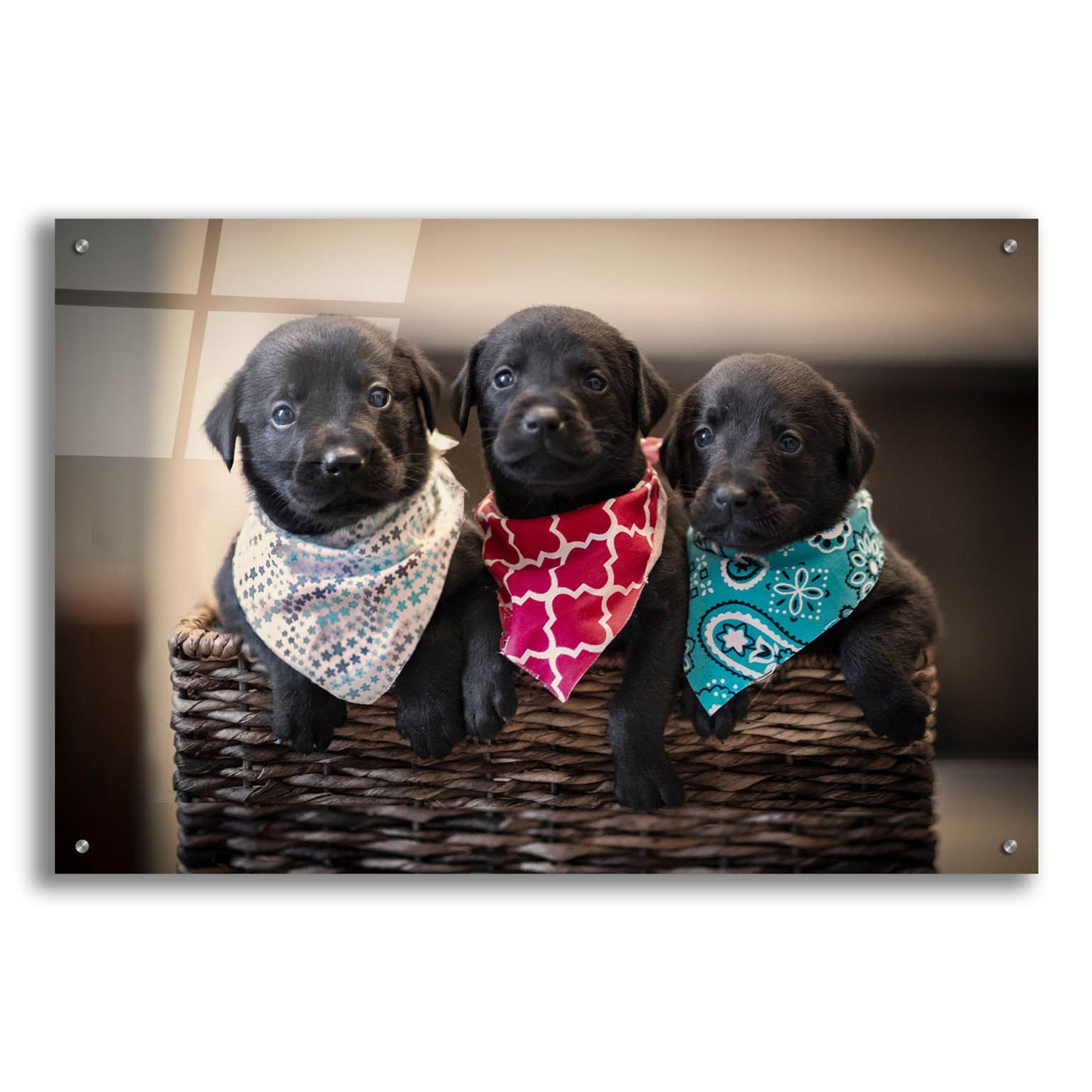 Epic Art 'Black Lab Pups 2' by Jonathan Ross, Acrylic Glass Wall Art,36x24