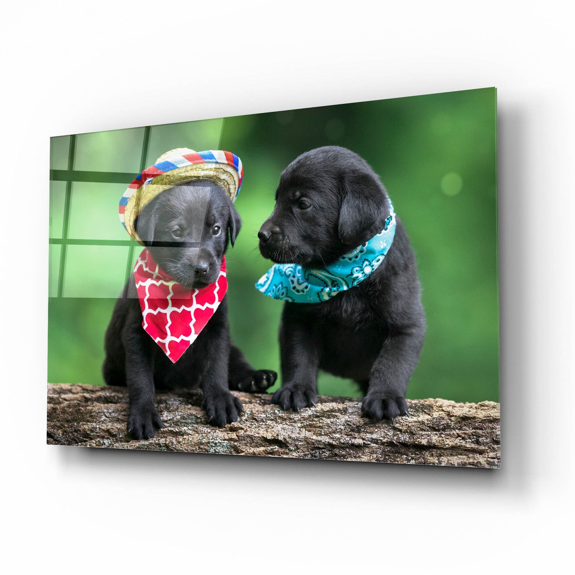 Epic Art 'Black Lab Pups 5' by Jonathan Ross, Acrylic Glass Wall Art,16x12