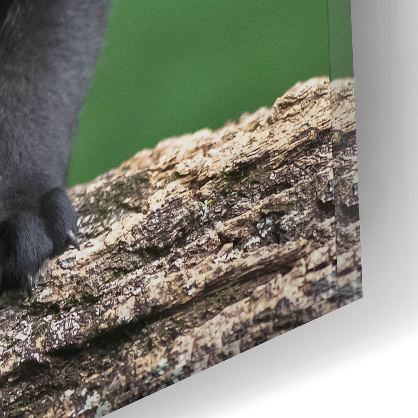 Epic Art 'Black Lab Pups 5' by Jonathan Ross, Acrylic Glass Wall Art,16x12