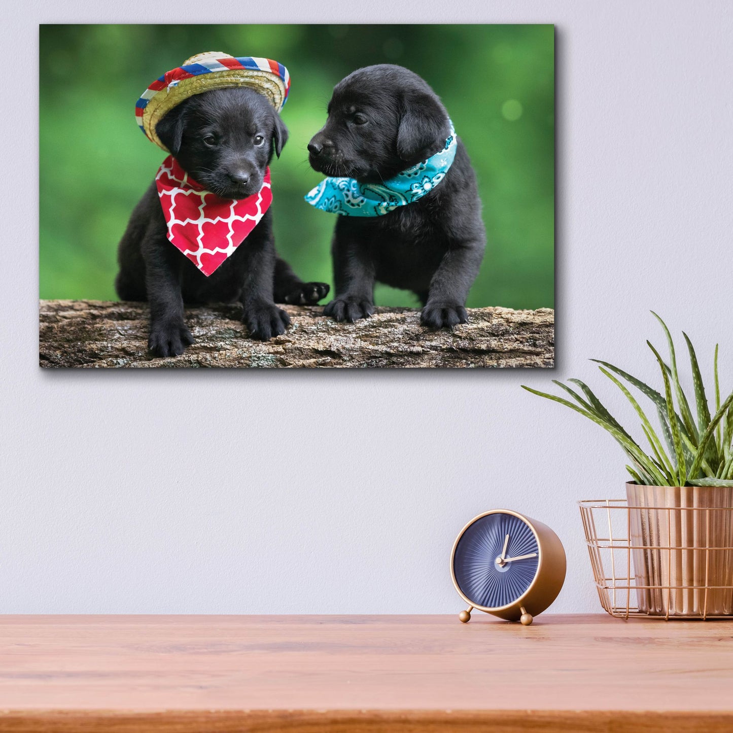 Epic Art 'Black Lab Pups 5' by Jonathan Ross, Acrylic Glass Wall Art,16x12