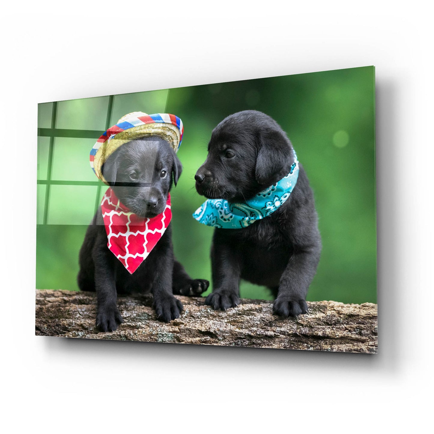 Epic Art 'Black Lab Pups 5' by Jonathan Ross, Acrylic Glass Wall Art,24x16