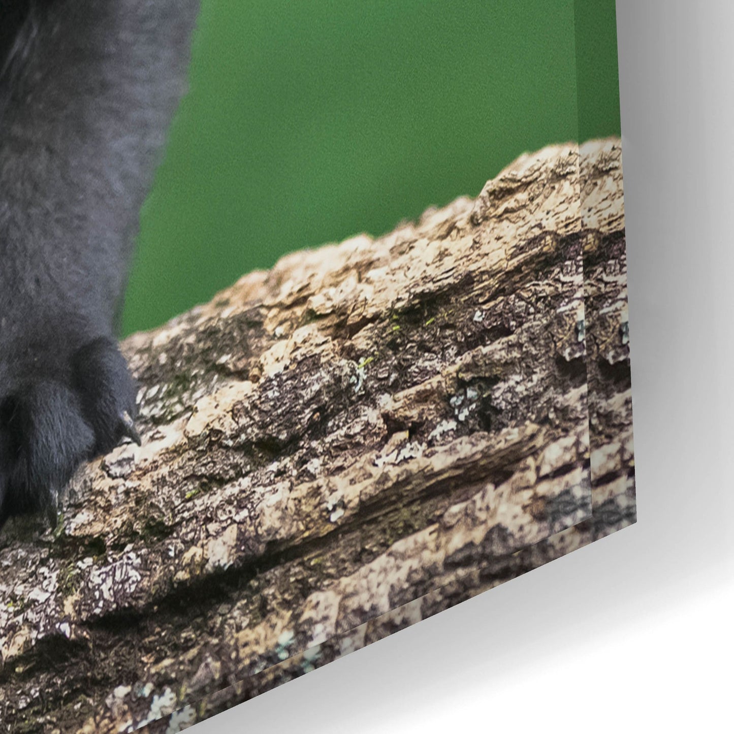 Epic Art 'Black Lab Pups 5' by Jonathan Ross, Acrylic Glass Wall Art,24x16