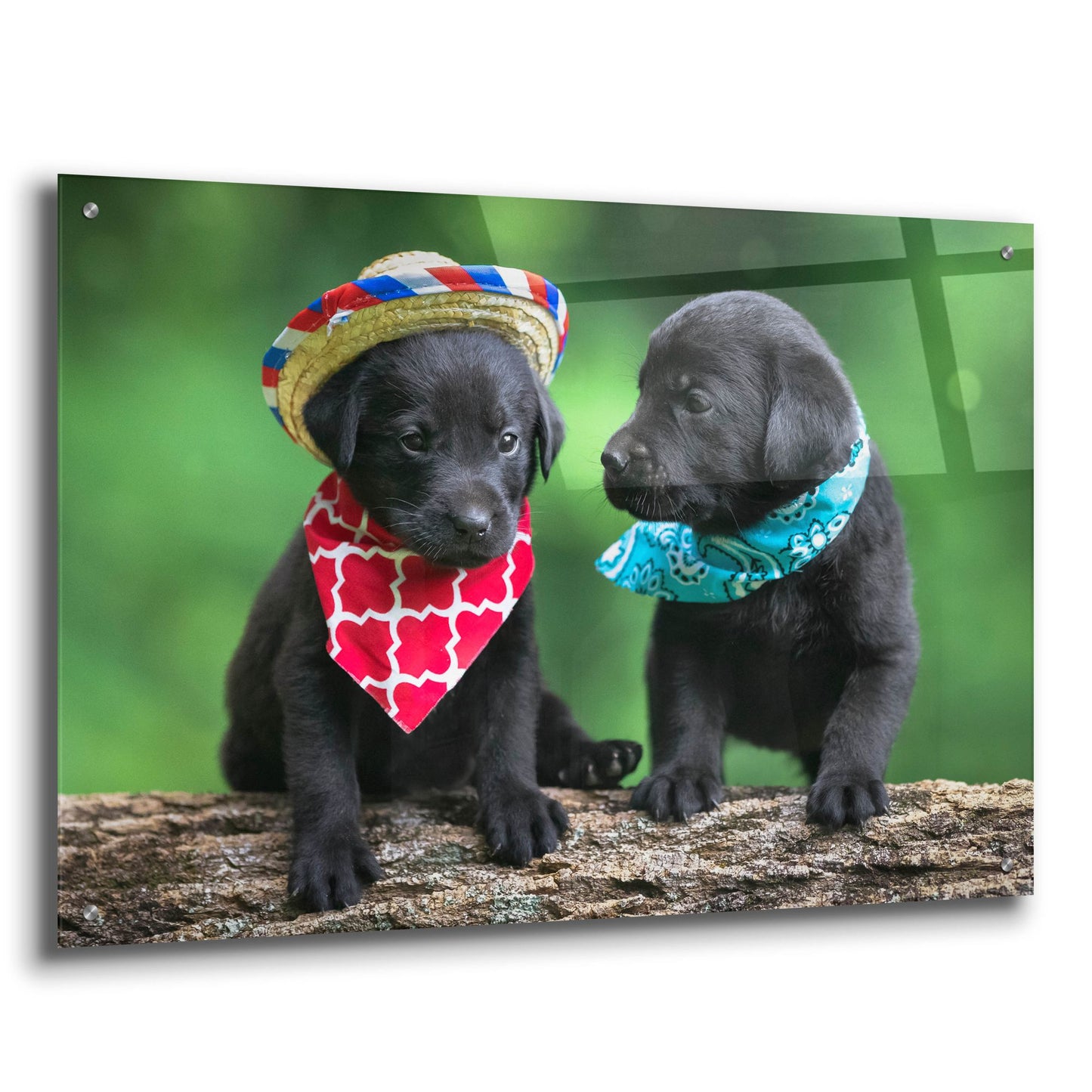 Epic Art 'Black Lab Pups 5' by Jonathan Ross, Acrylic Glass Wall Art,36x24