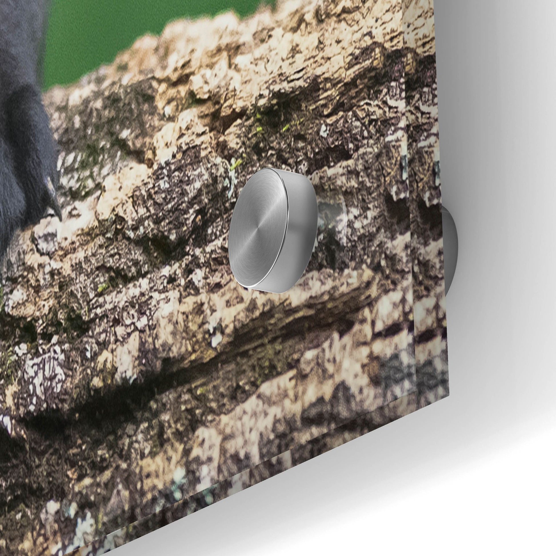 Epic Art 'Black Lab Pups 5' by Jonathan Ross, Acrylic Glass Wall Art,36x24