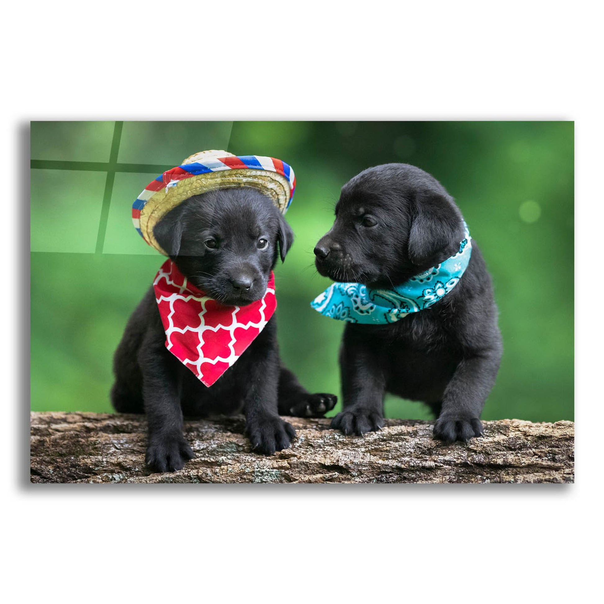 Epic Art 'Black Lab Pups 5' by Jonathan Ross, Acrylic Glass Wall Art