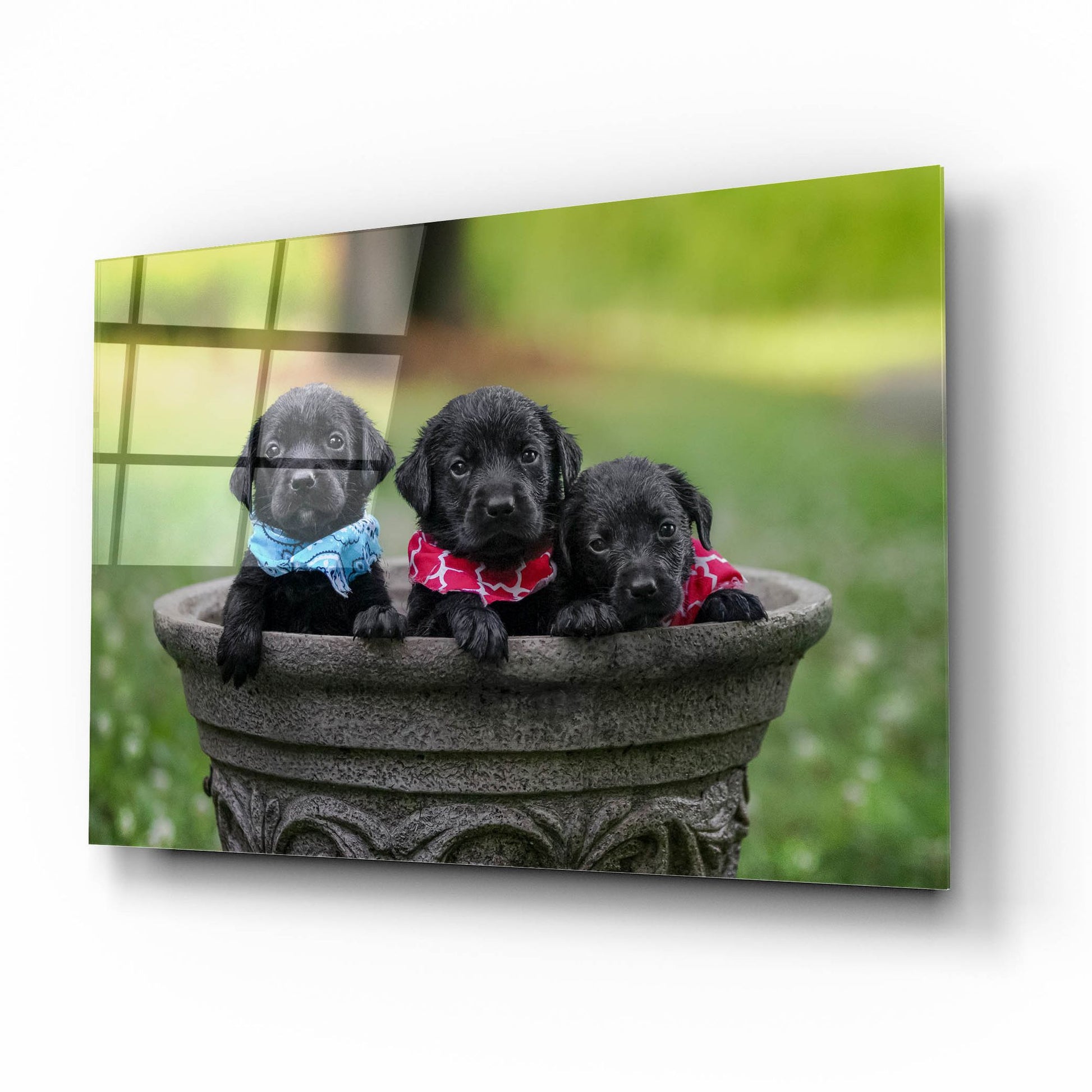 Epic Art 'Black Lab Pups 7' by Jonathan Ross, Acrylic Glass Wall Art,16x12