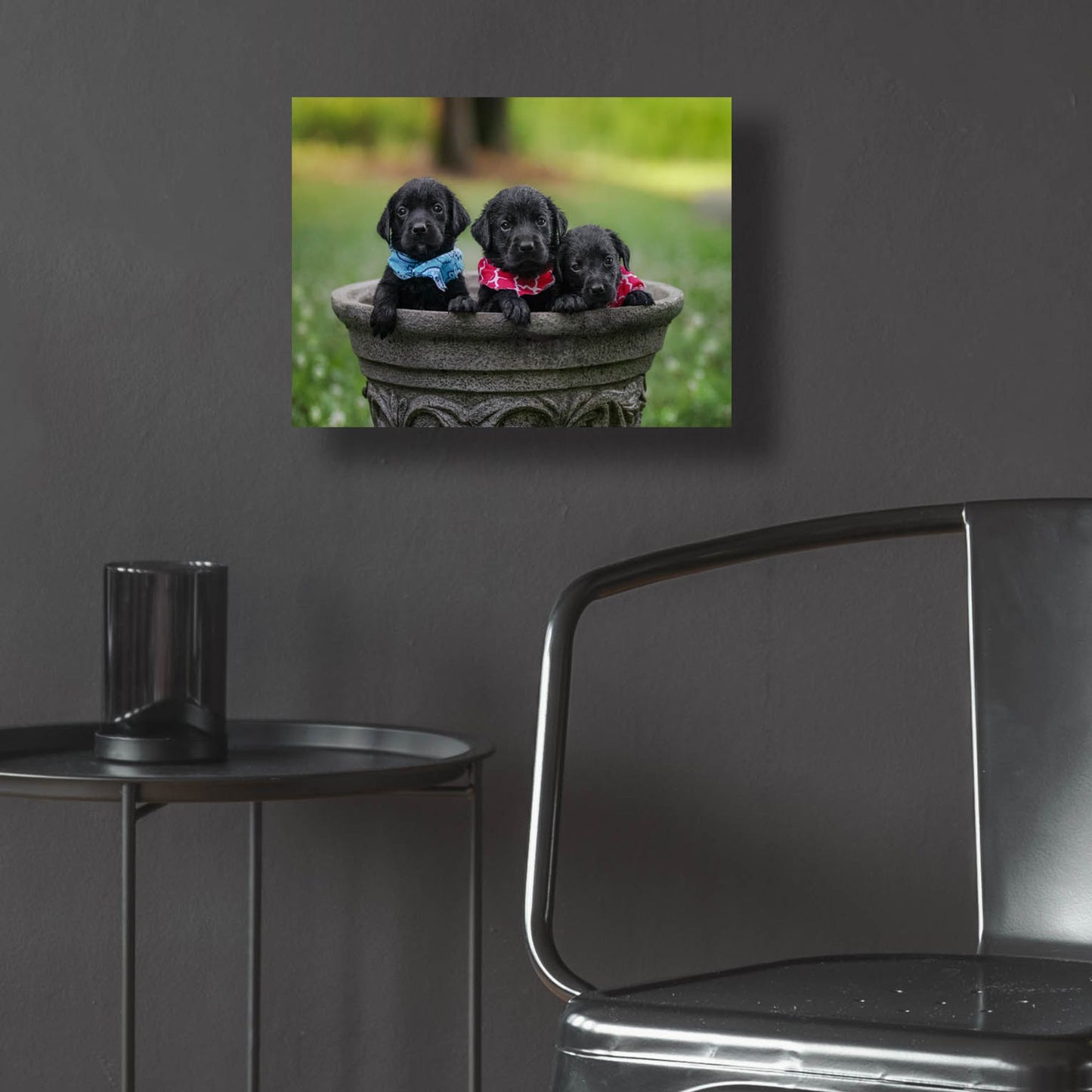 Epic Art 'Black Lab Pups 7' by Jonathan Ross, Acrylic Glass Wall Art,16x12