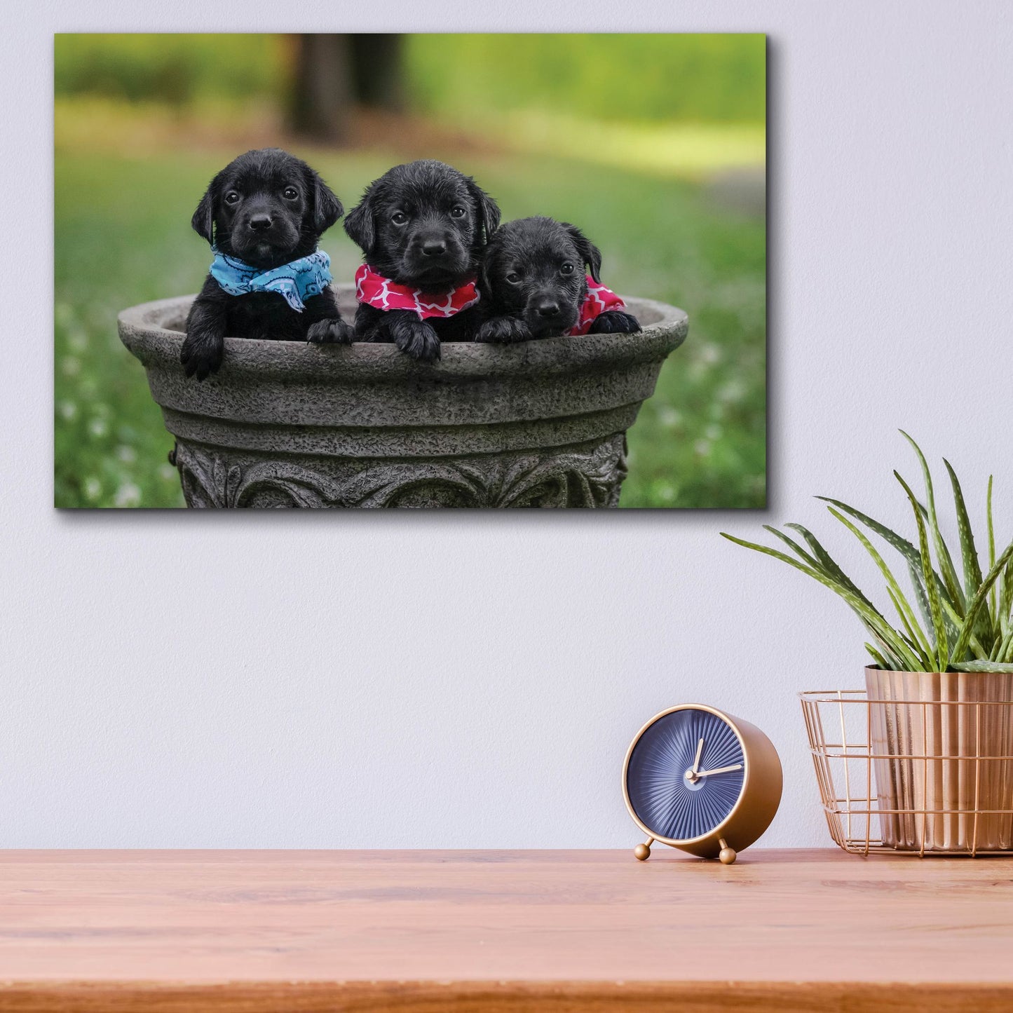 Epic Art 'Black Lab Pups 7' by Jonathan Ross, Acrylic Glass Wall Art,16x12