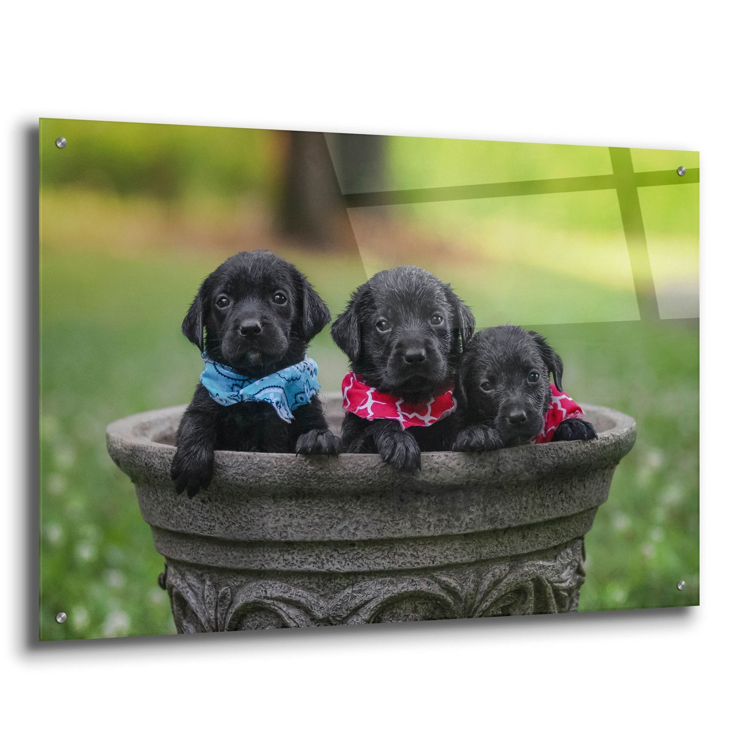Epic Art 'Black Lab Pups 7' by Jonathan Ross, Acrylic Glass Wall Art,36x24
