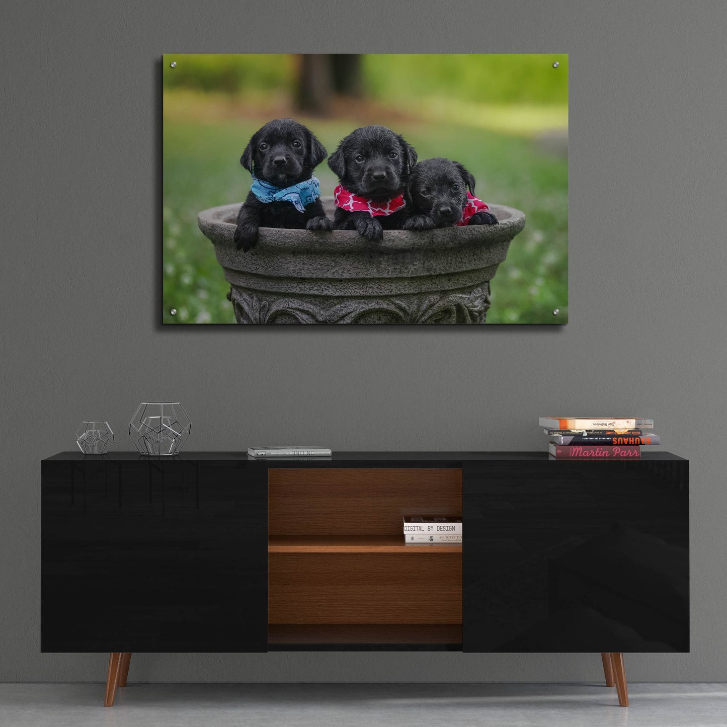 Epic Art 'Black Lab Pups 7' by Jonathan Ross, Acrylic Glass Wall Art,36x24