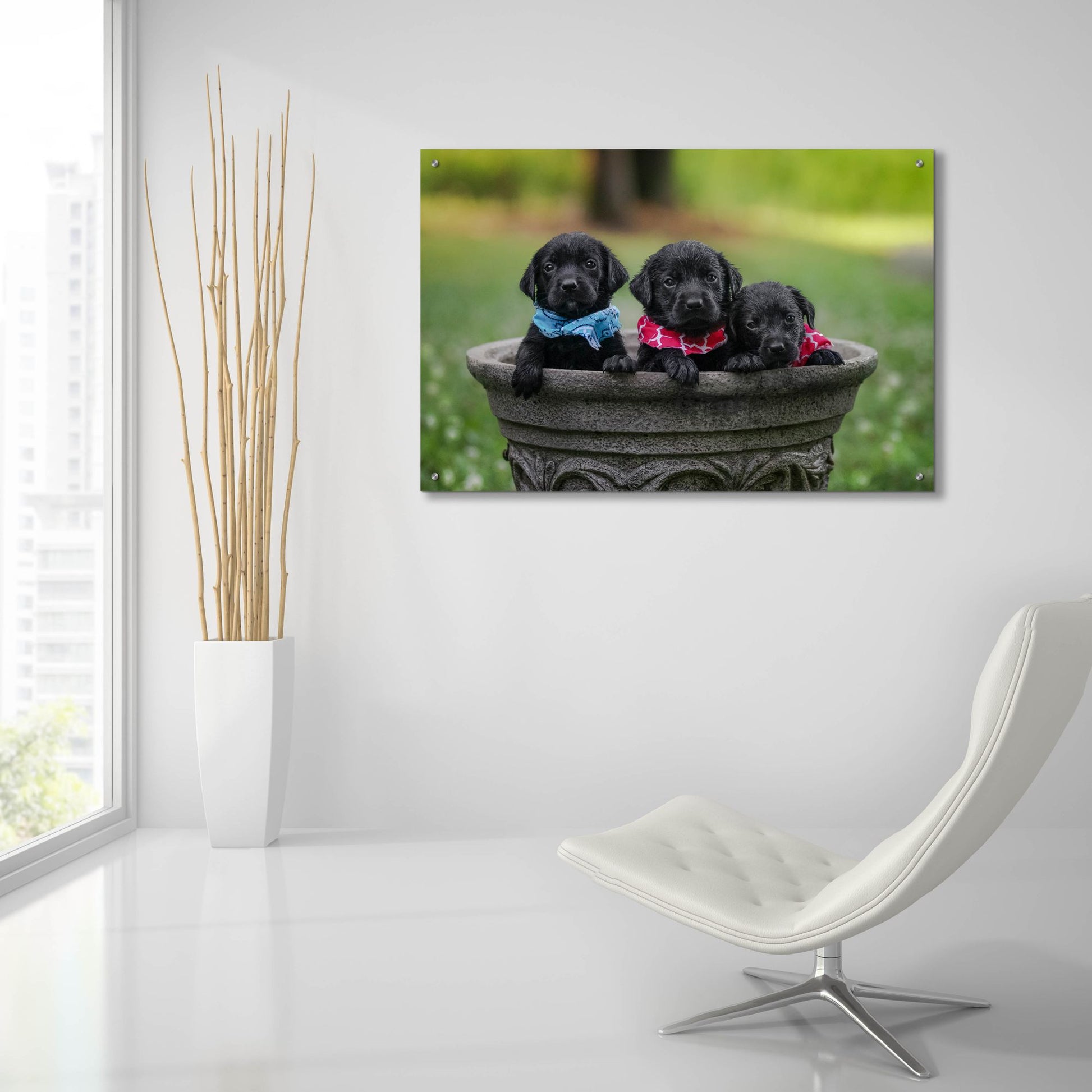 Epic Art 'Black Lab Pups 7' by Jonathan Ross, Acrylic Glass Wall Art,36x24