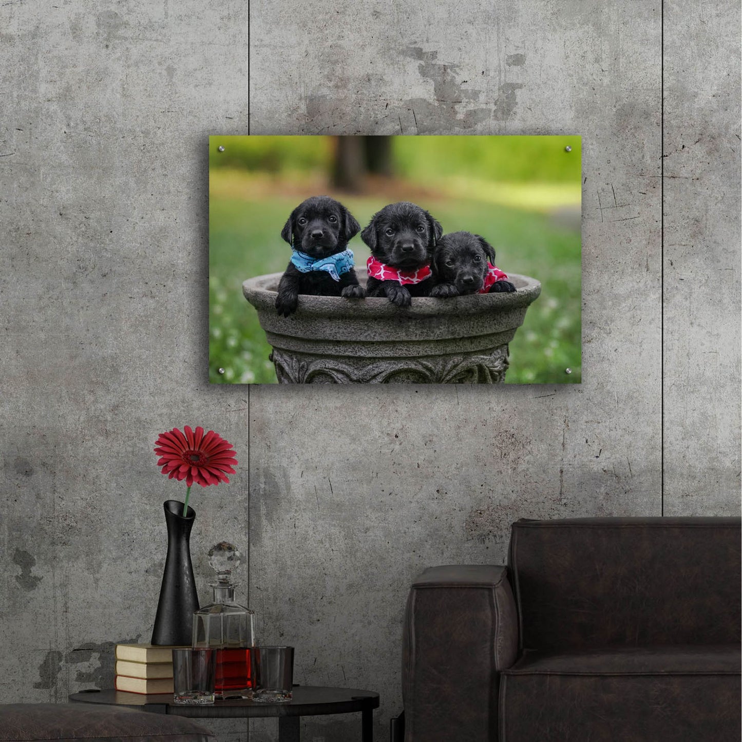 Epic Art 'Black Lab Pups 7' by Jonathan Ross, Acrylic Glass Wall Art,36x24