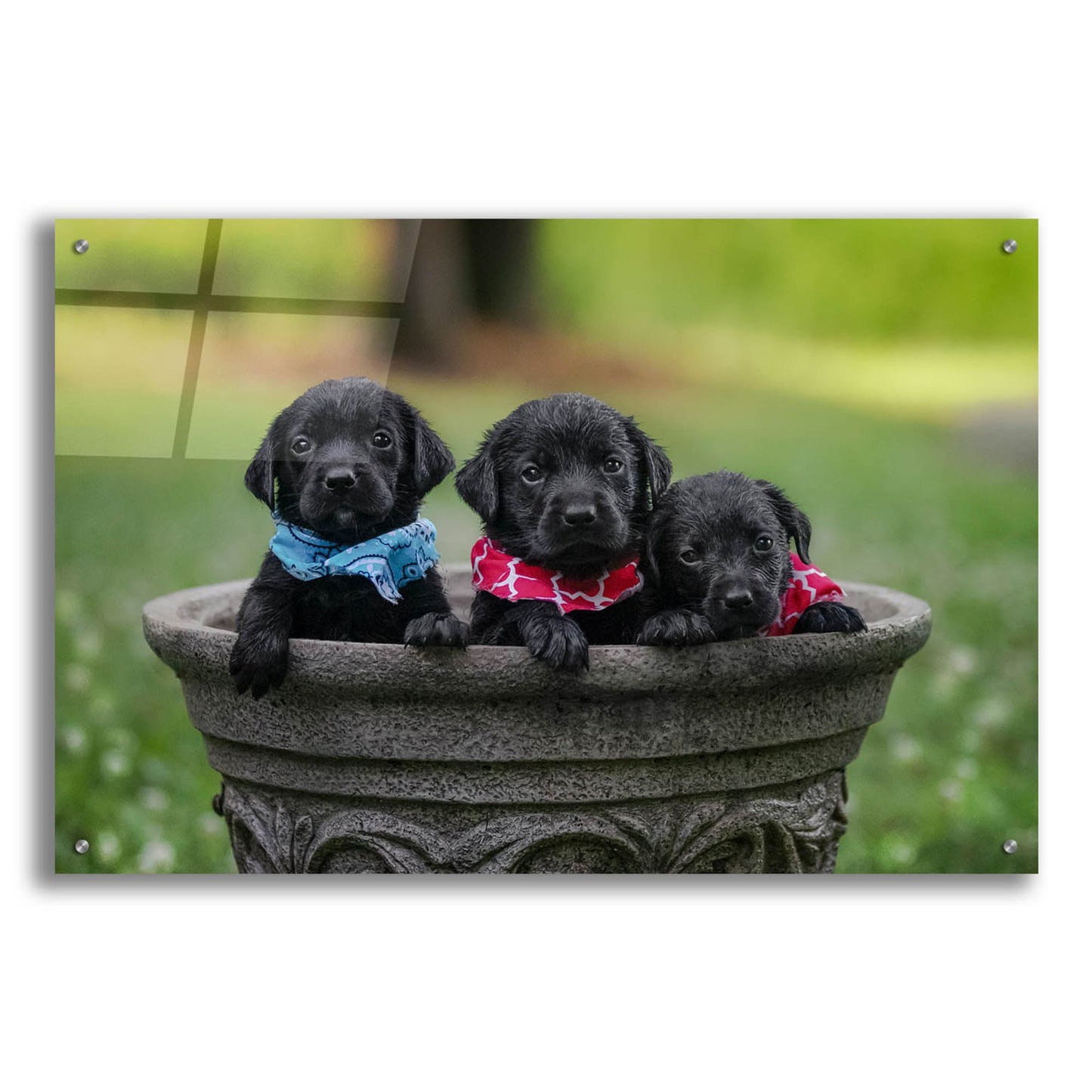 Epic Art 'Black Lab Pups 7' by Jonathan Ross, Acrylic Glass Wall Art,36x24