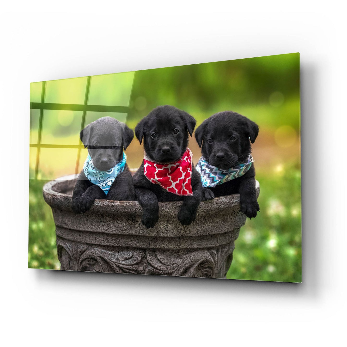 Epic Art 'Black Lab Pups 8' by Jonathan Ross, Acrylic Glass Wall Art,24x16