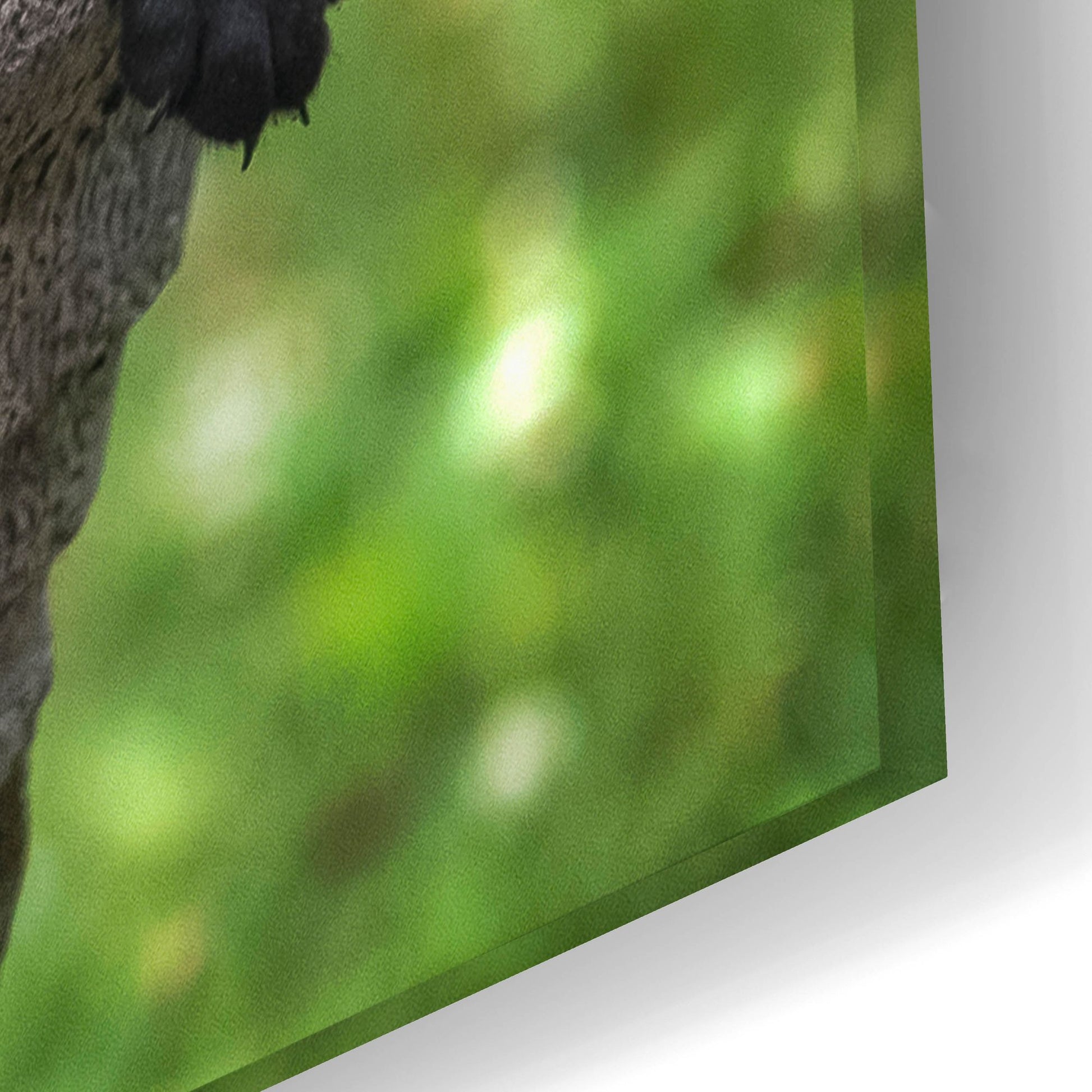 Epic Art 'Black Lab Pups 8' by Jonathan Ross, Acrylic Glass Wall Art,24x16