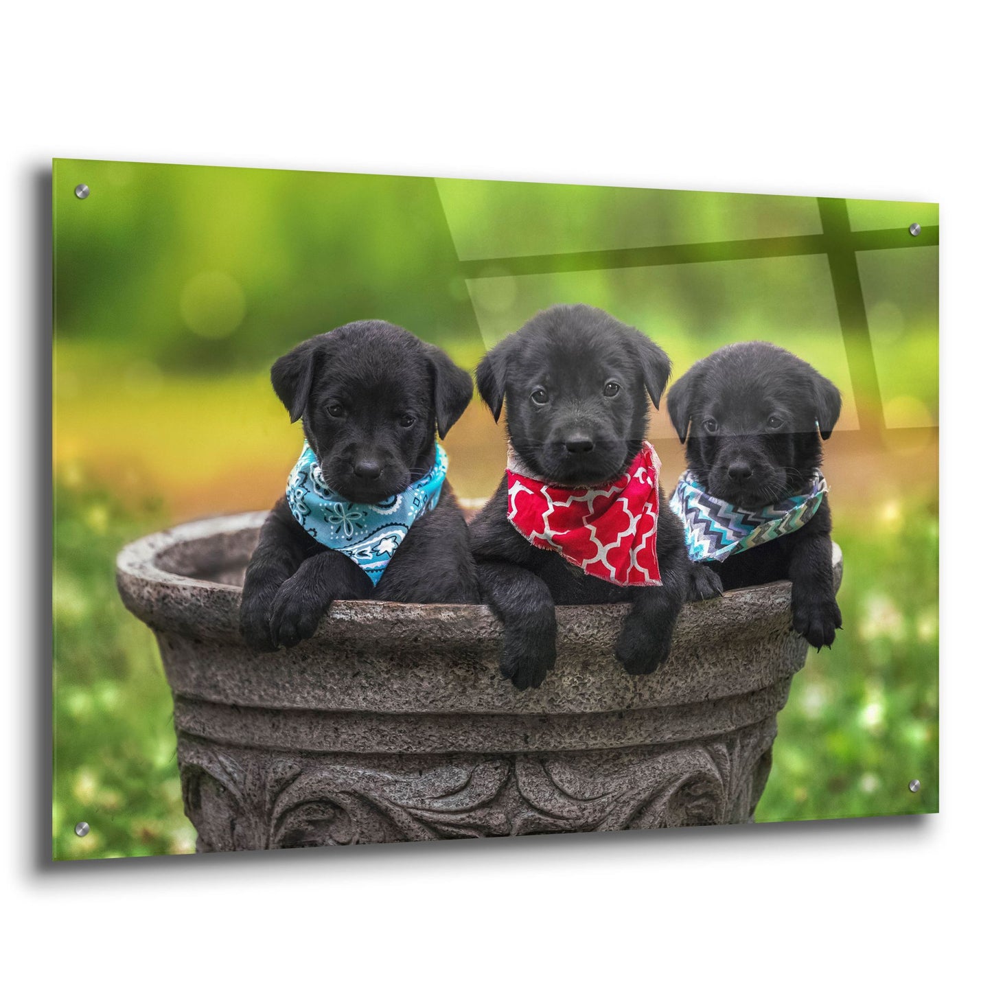 Epic Art 'Black Lab Pups 8' by Jonathan Ross, Acrylic Glass Wall Art,36x24