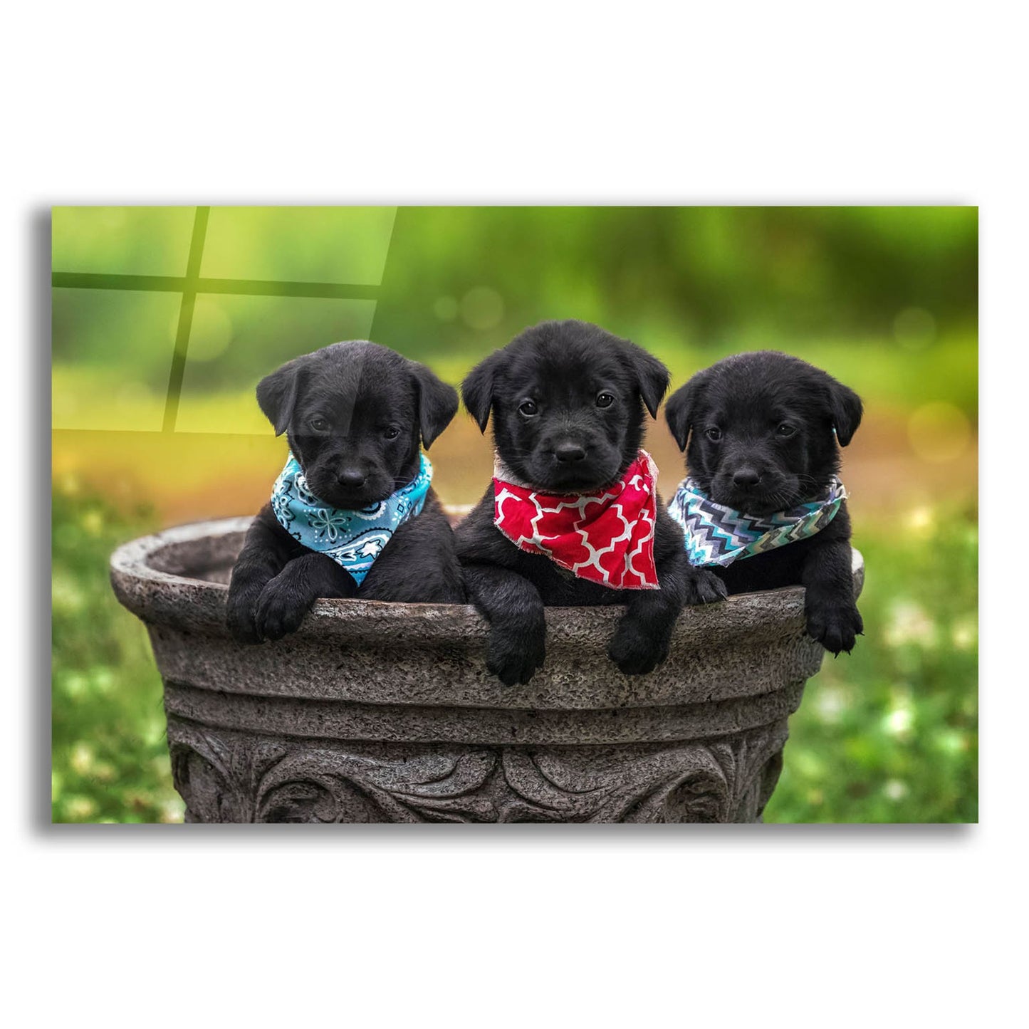 Epic Art 'Black Lab Pups 8' by Jonathan Ross, Acrylic Glass Wall Art